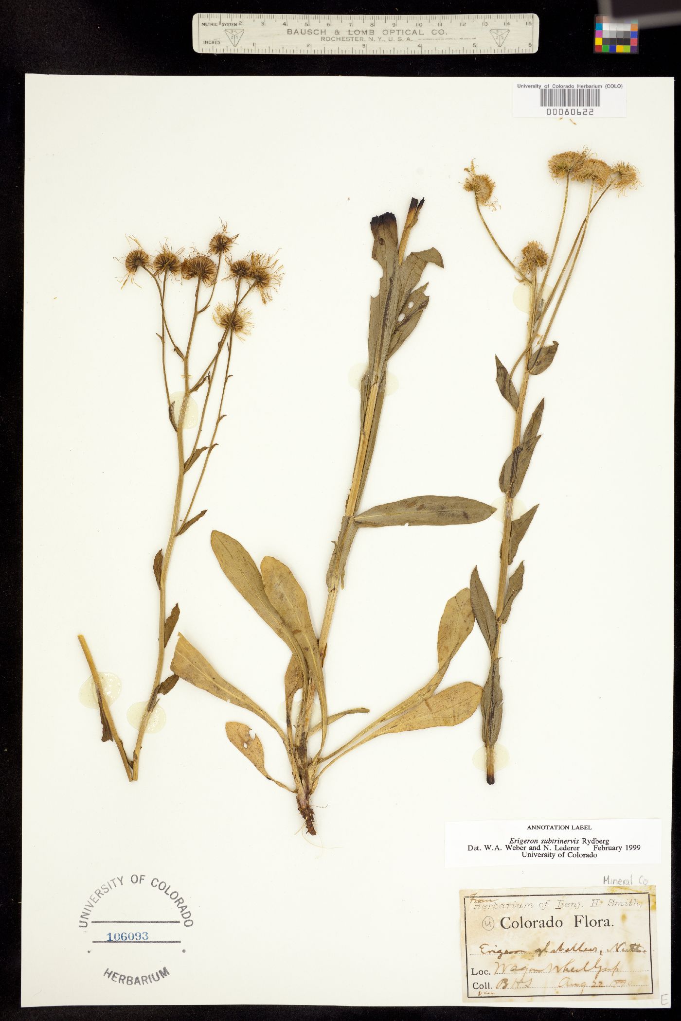Erigeron subtrinervis image