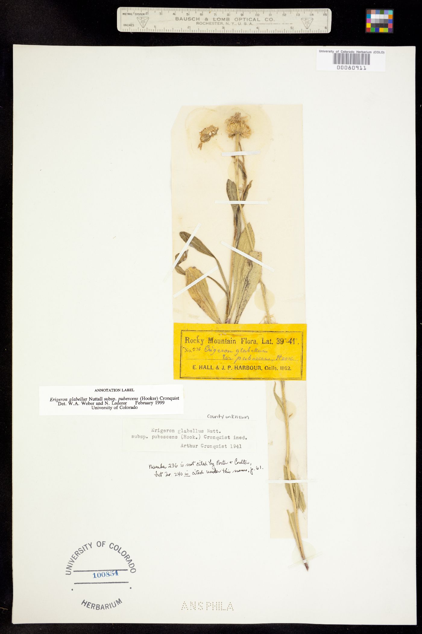 Erigeron glabellus var. pubescens image