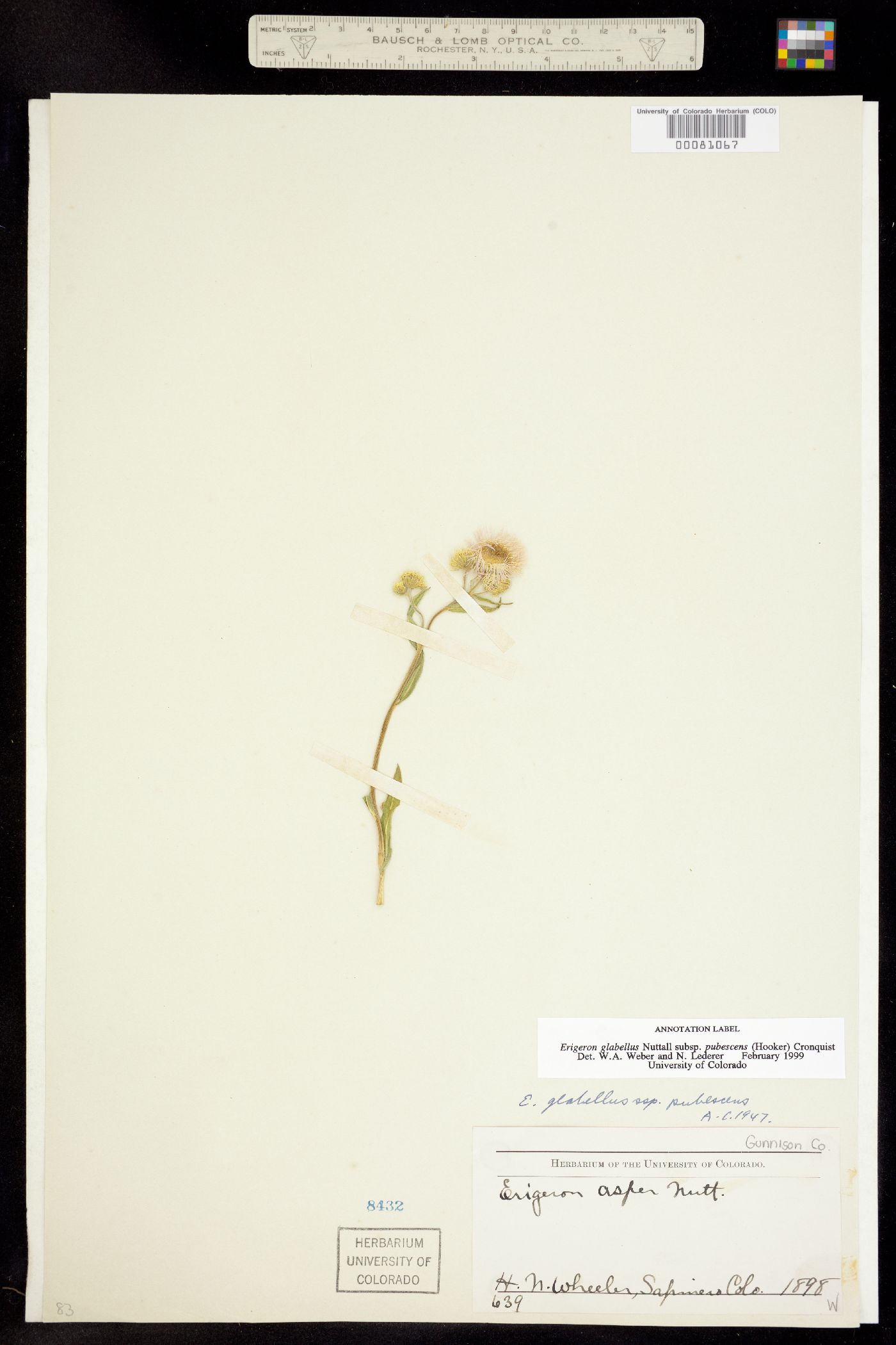 Erigeron glabellus var. pubescens image