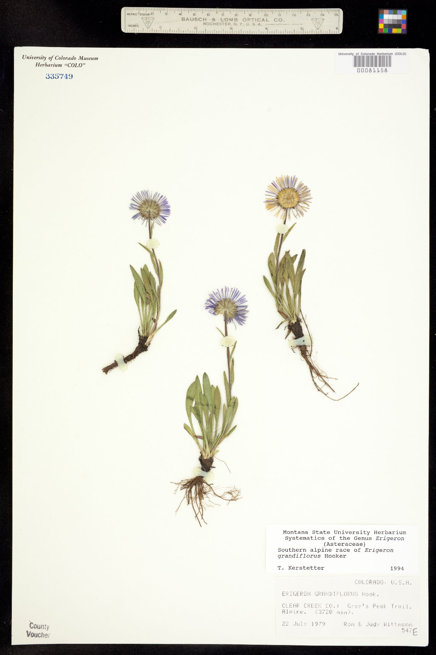 Erigeron grandiflorus image