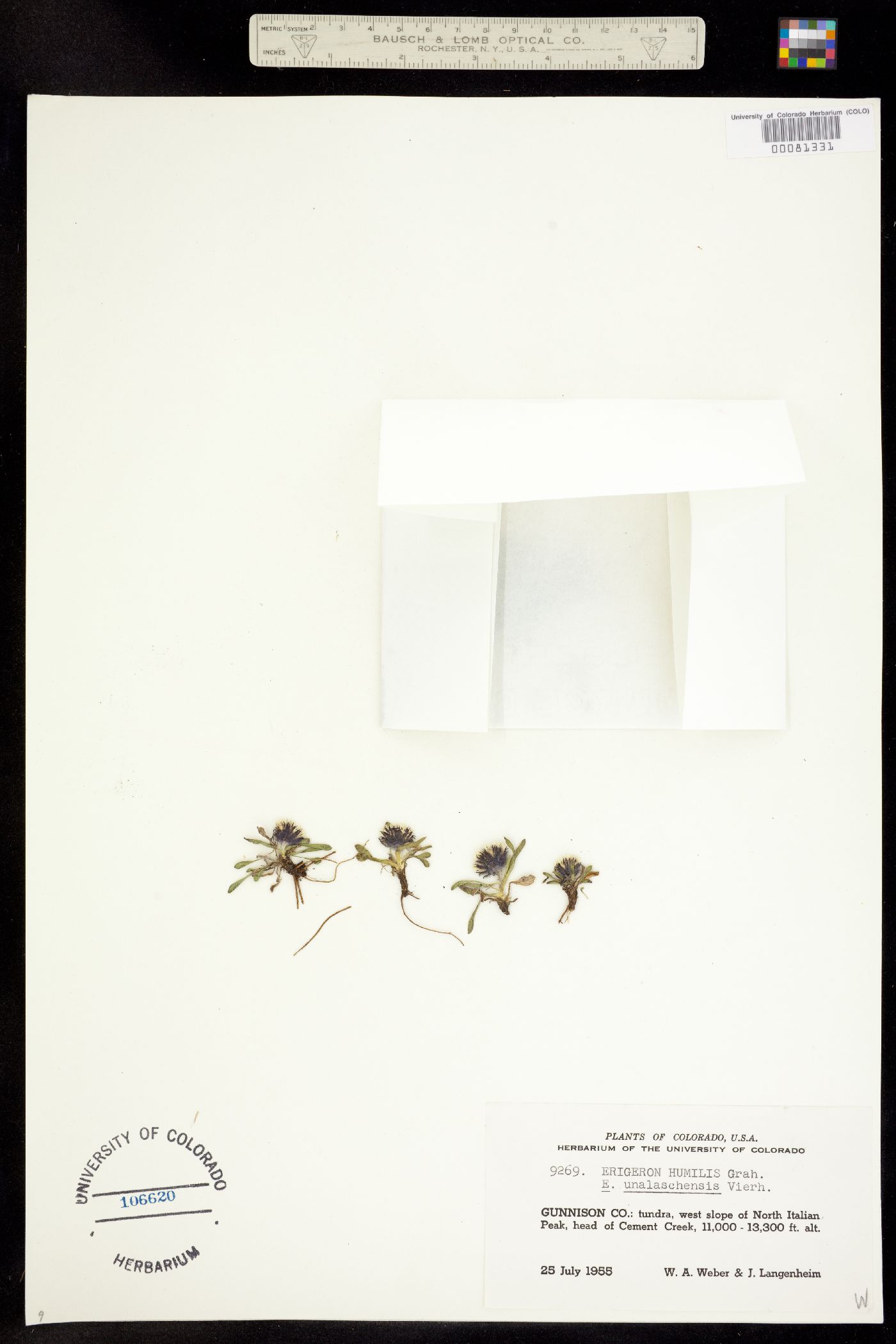 Erigeron humilis image
