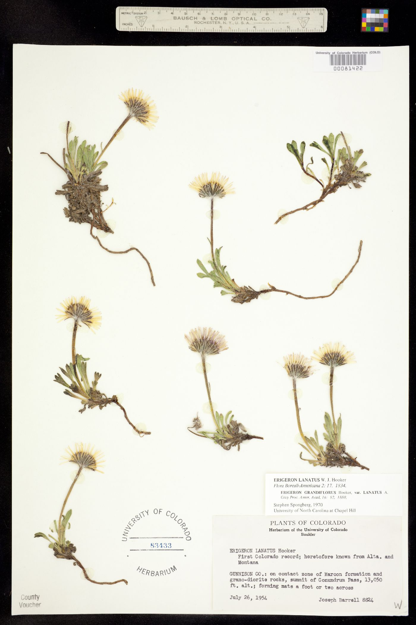 Erigeron lanatus image