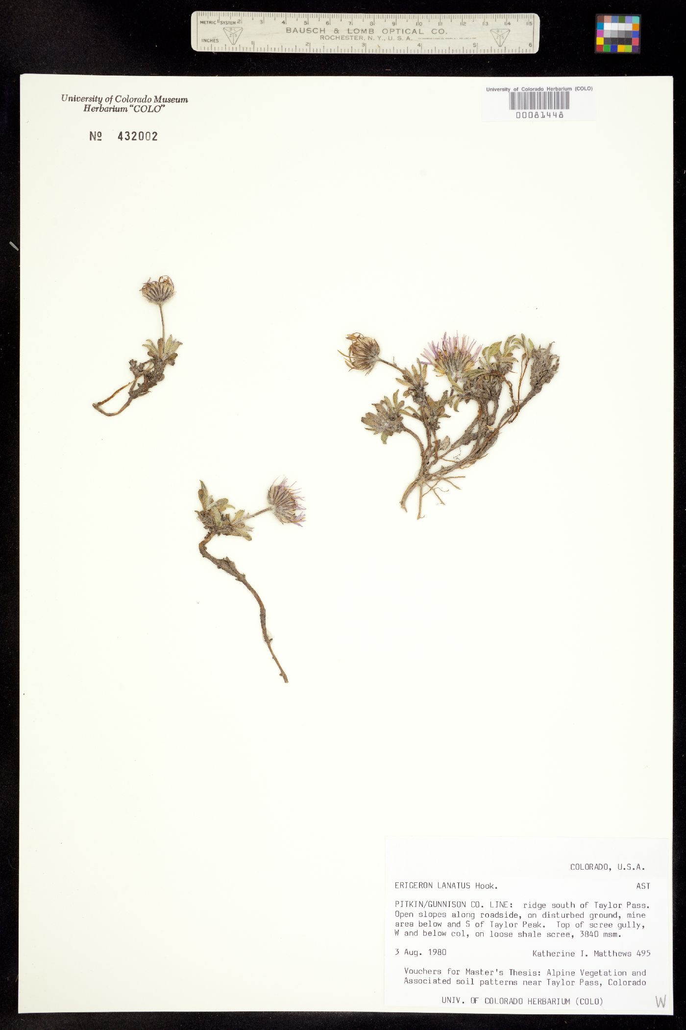 Erigeron lanatus image
