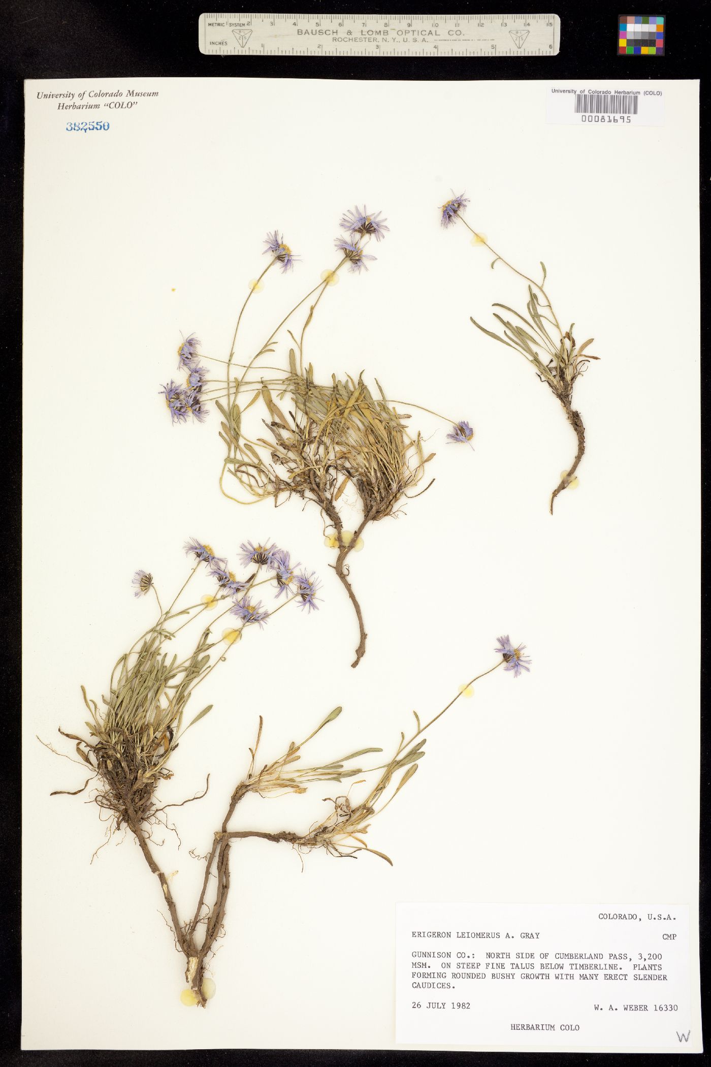 Erigeron leiomerus image