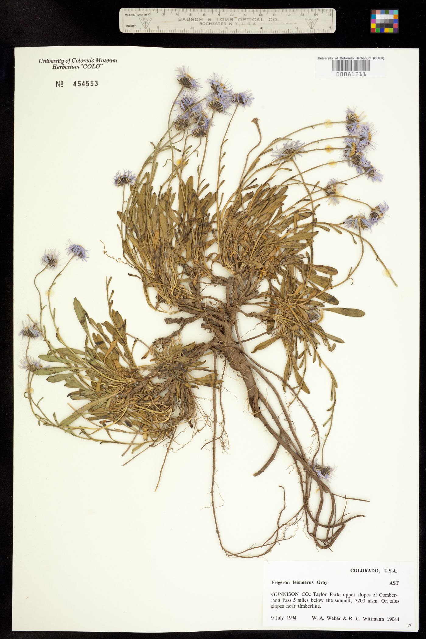 Erigeron leiomerus image