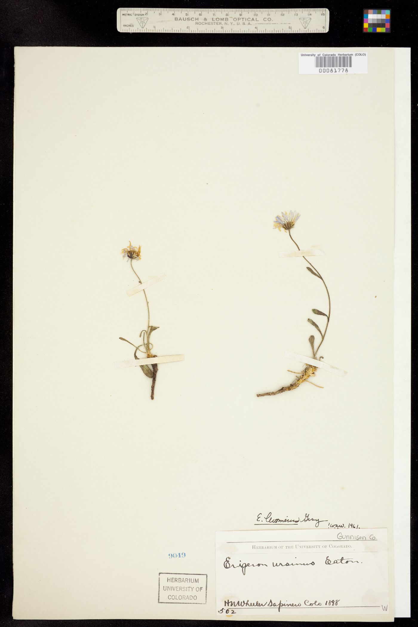 Erigeron leiomerus image