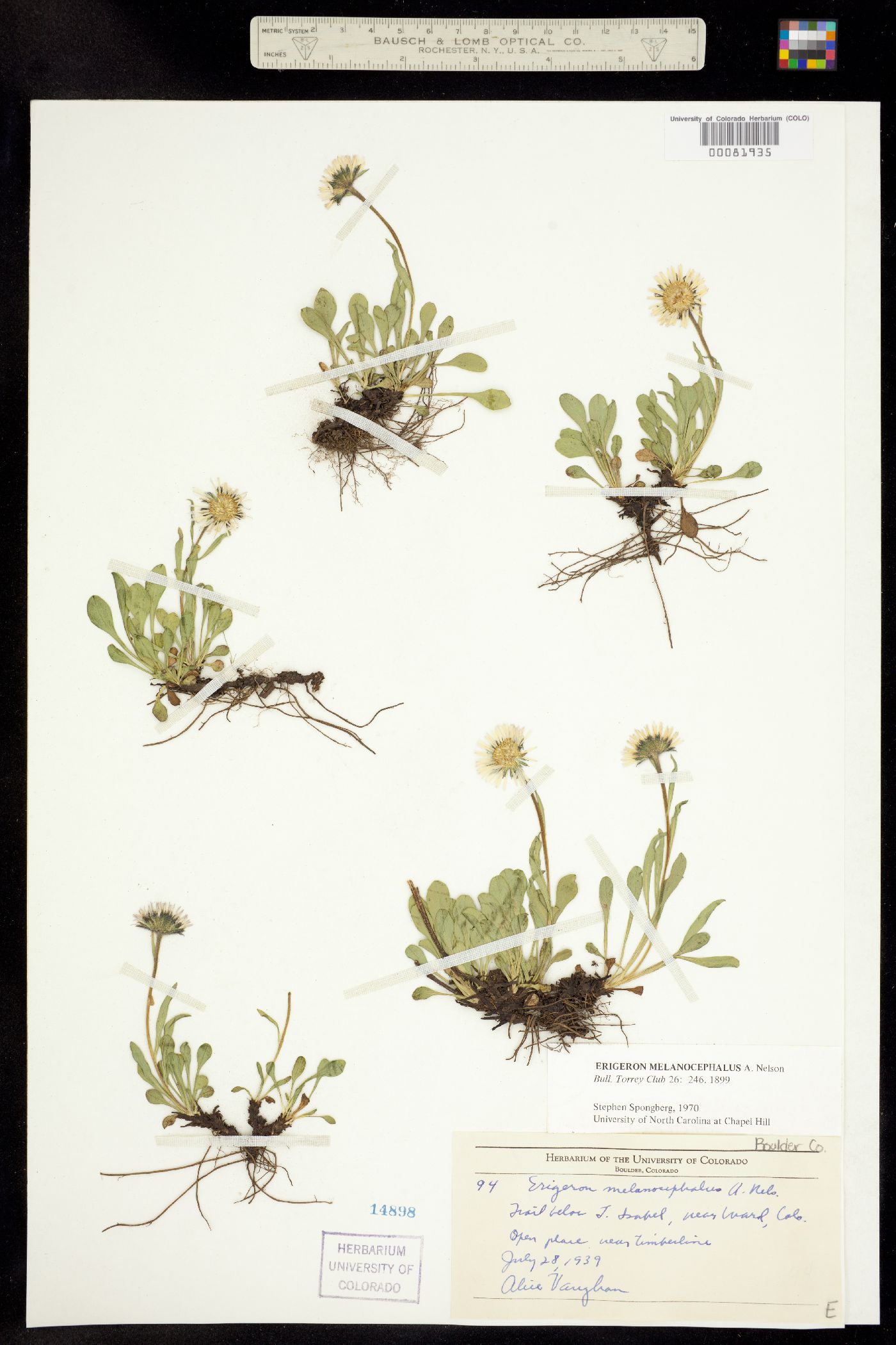 Erigeron melanocephalus image