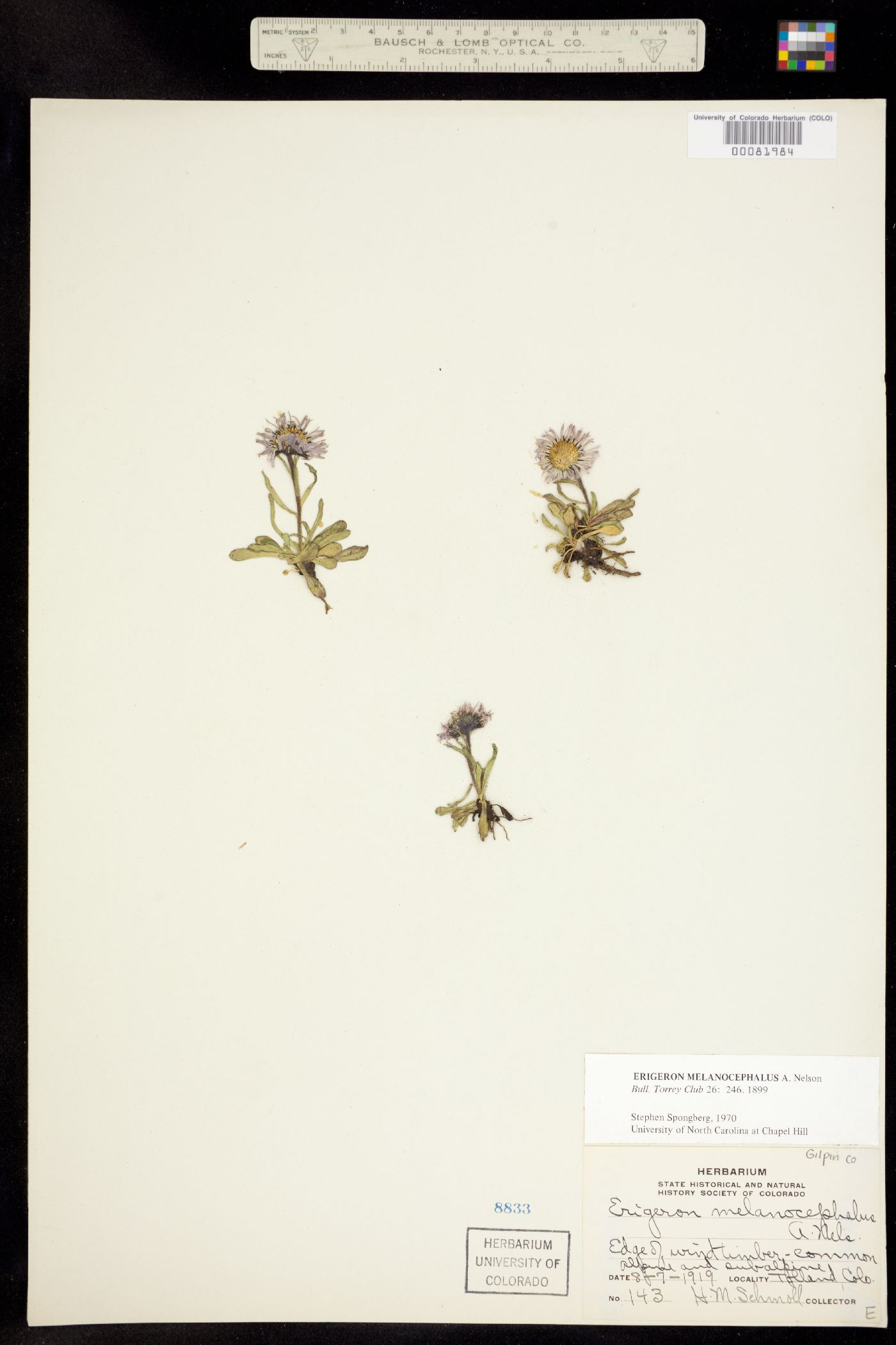 Erigeron melanocephalus image