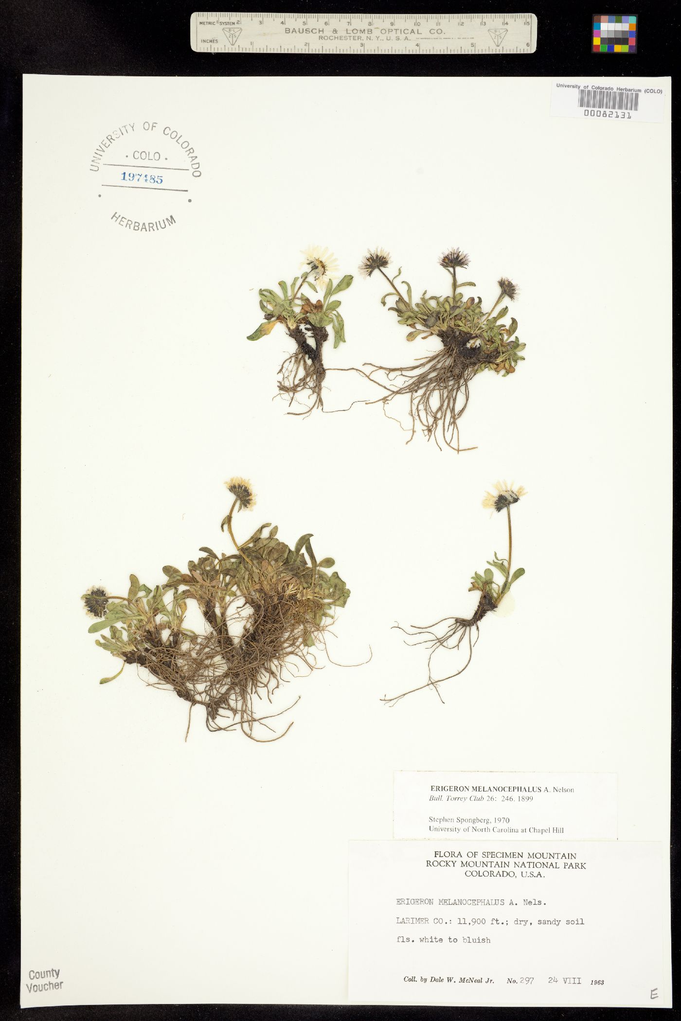 Erigeron melanocephalus image