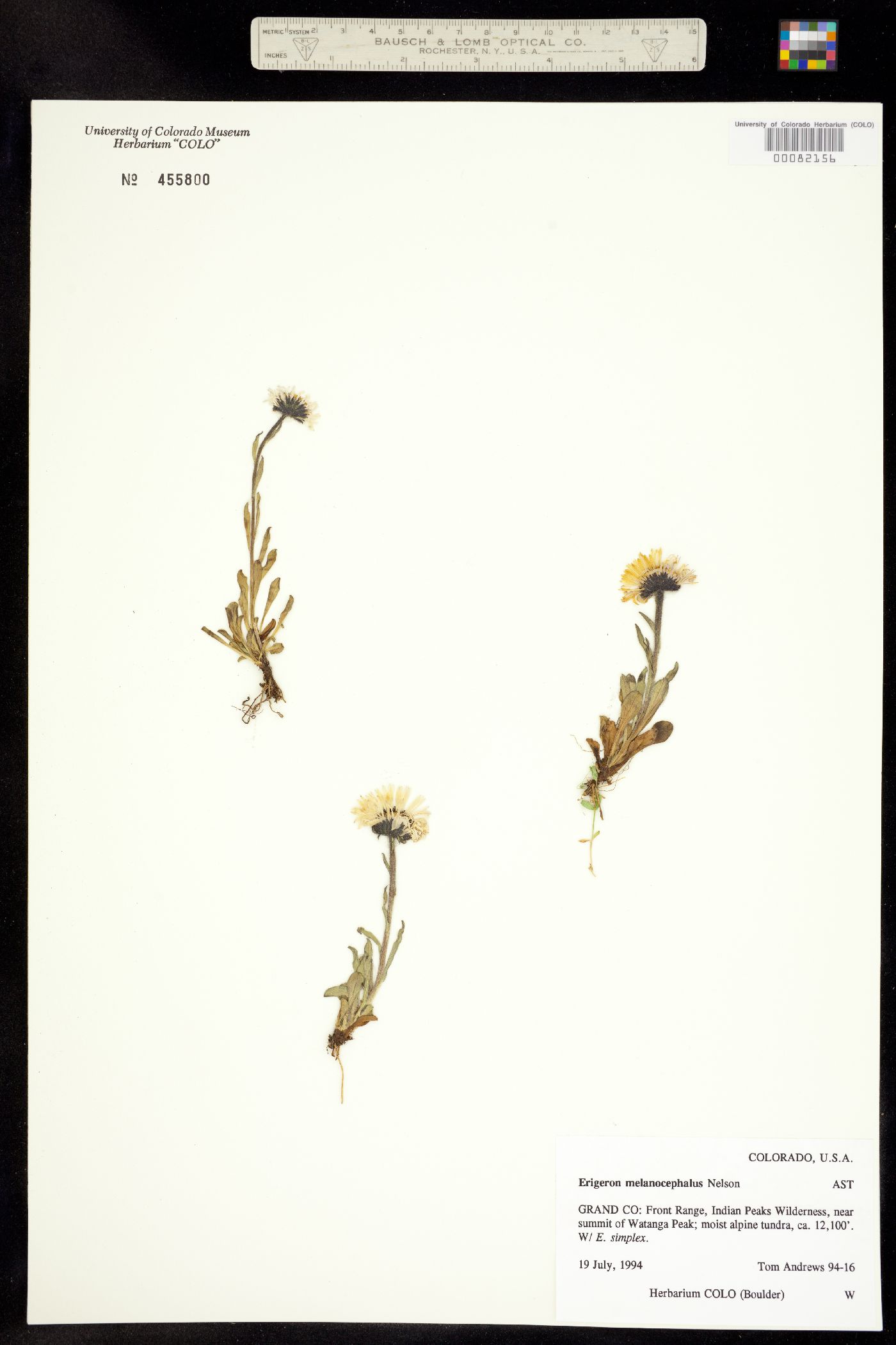 Erigeron melanocephalus image