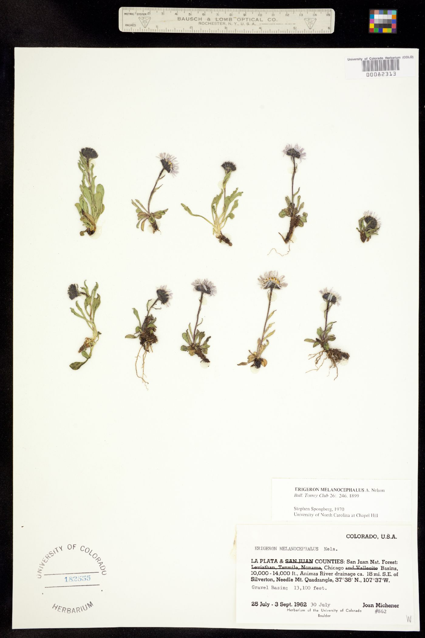 Erigeron melanocephalus image