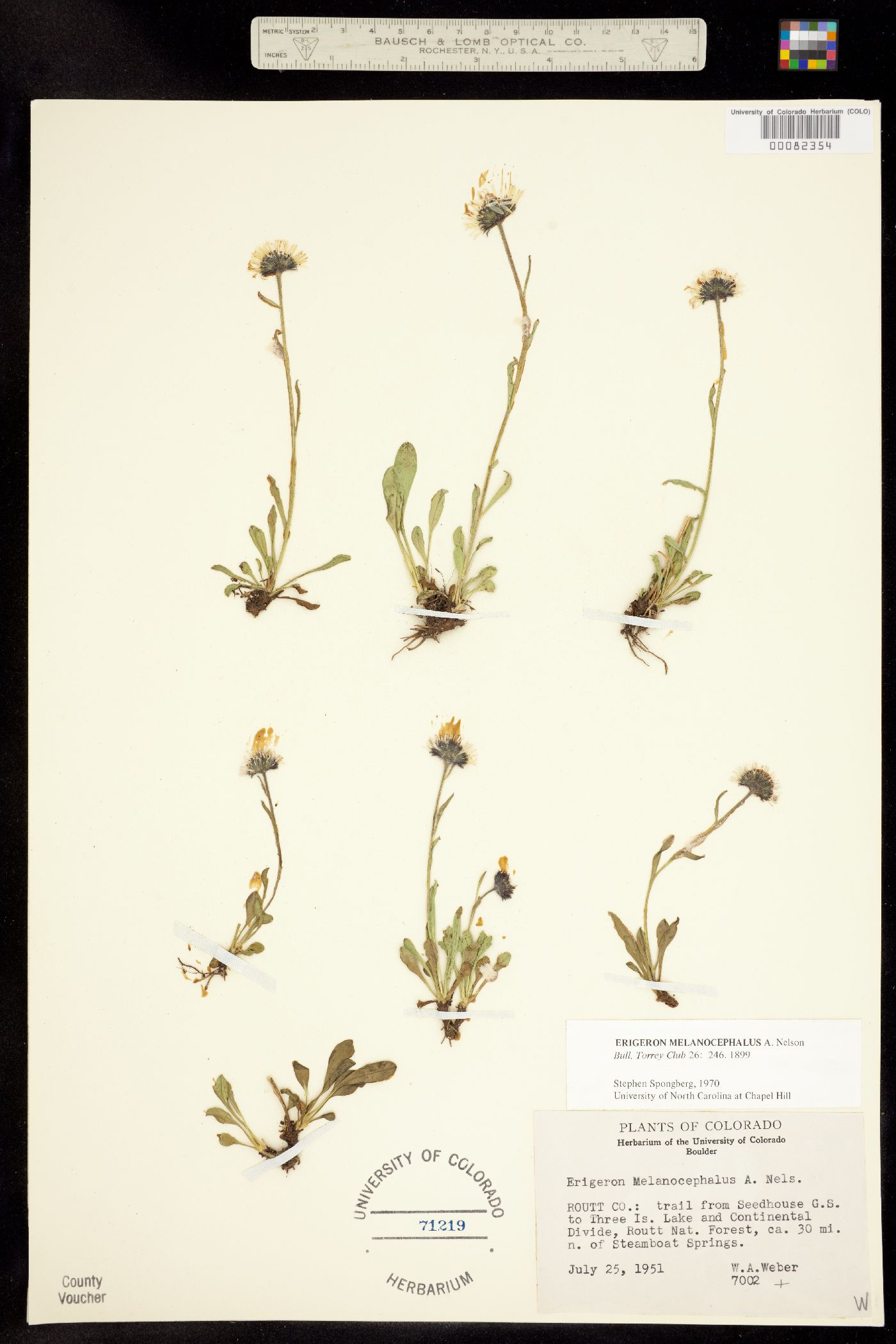 Erigeron melanocephalus image