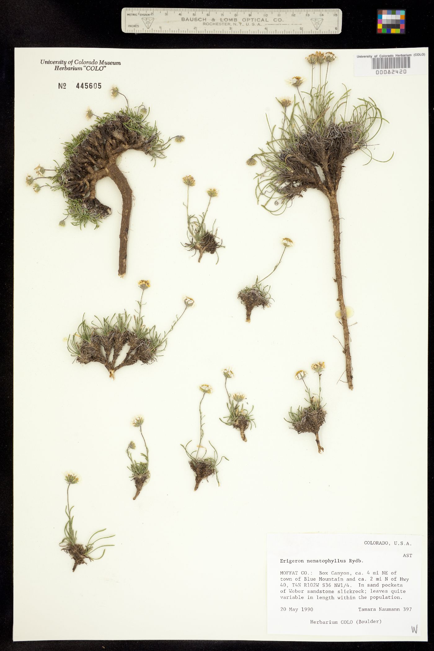 Erigeron nematophyllus image