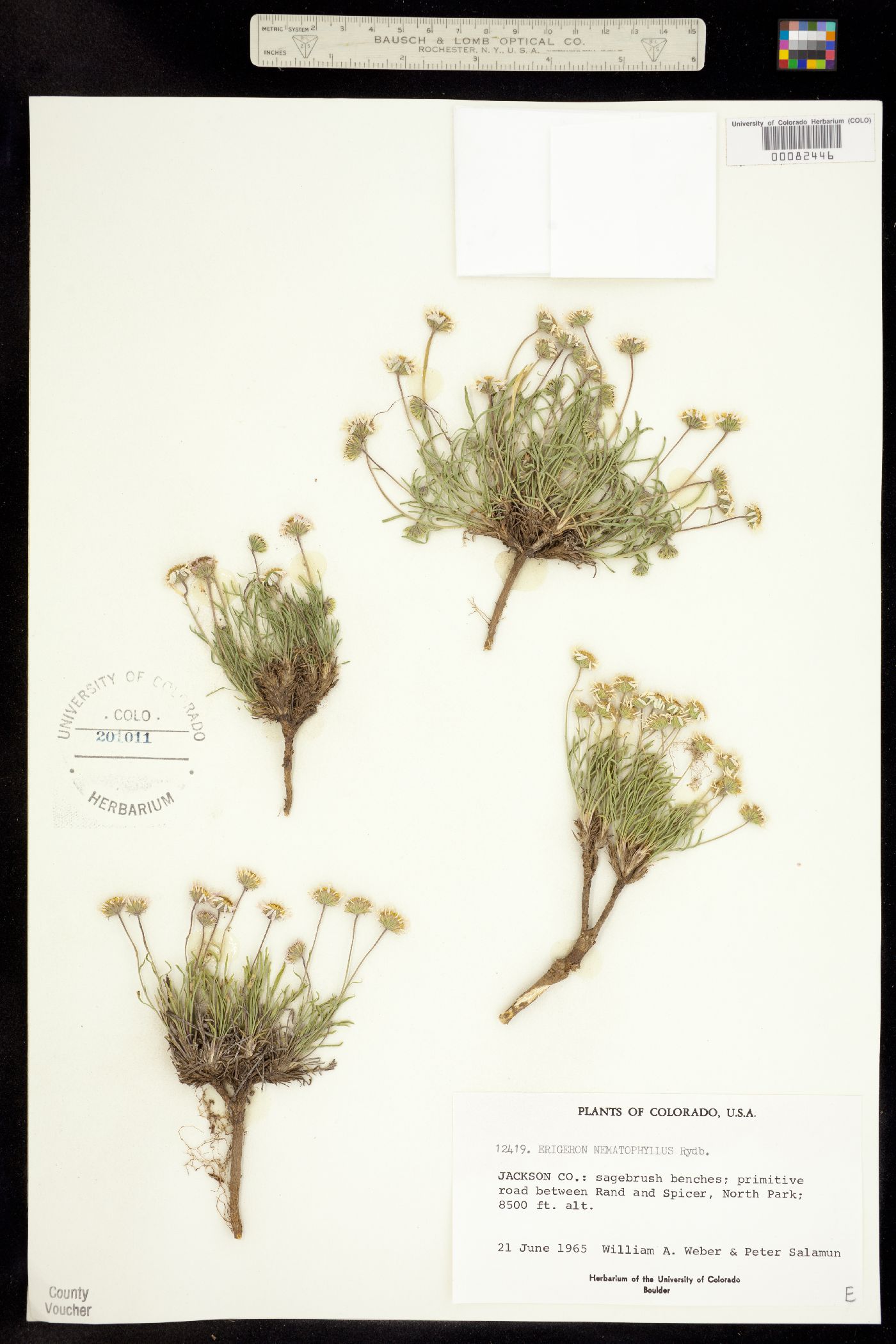 Erigeron nematophyllus image