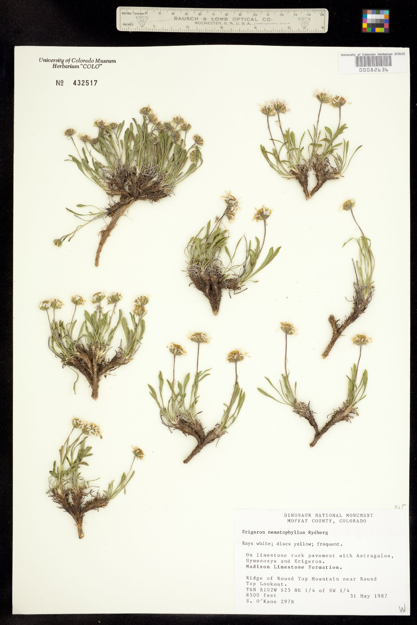 Erigeron nematophyllus image