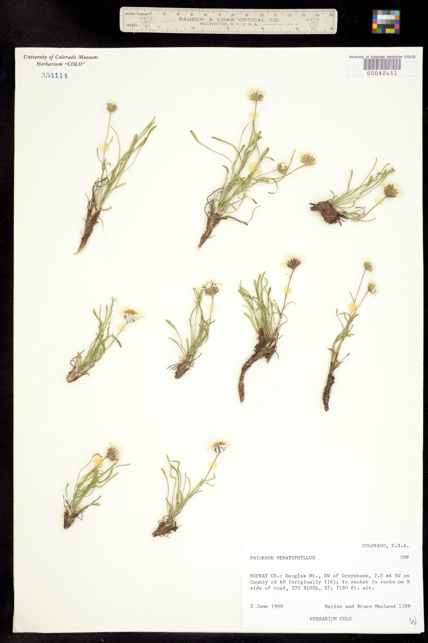 Erigeron nematophyllus image