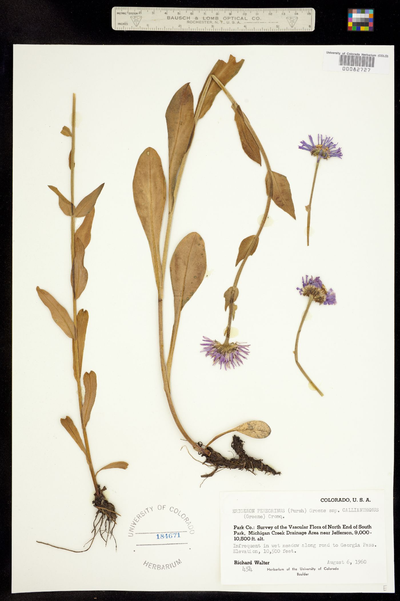 Erigeron glacialis image