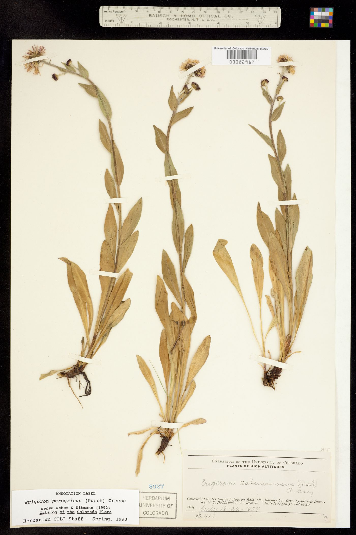 Erigeron peregrinus image