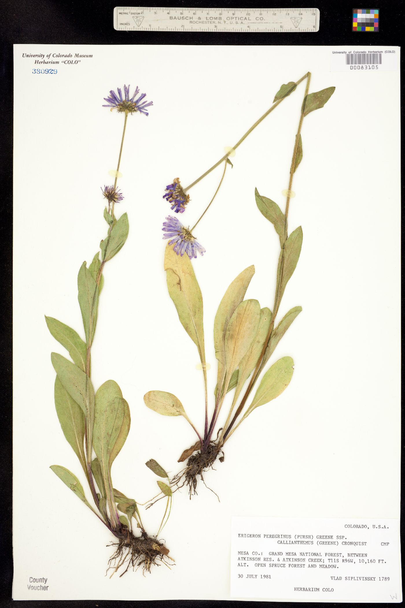 Erigeron glacialis image