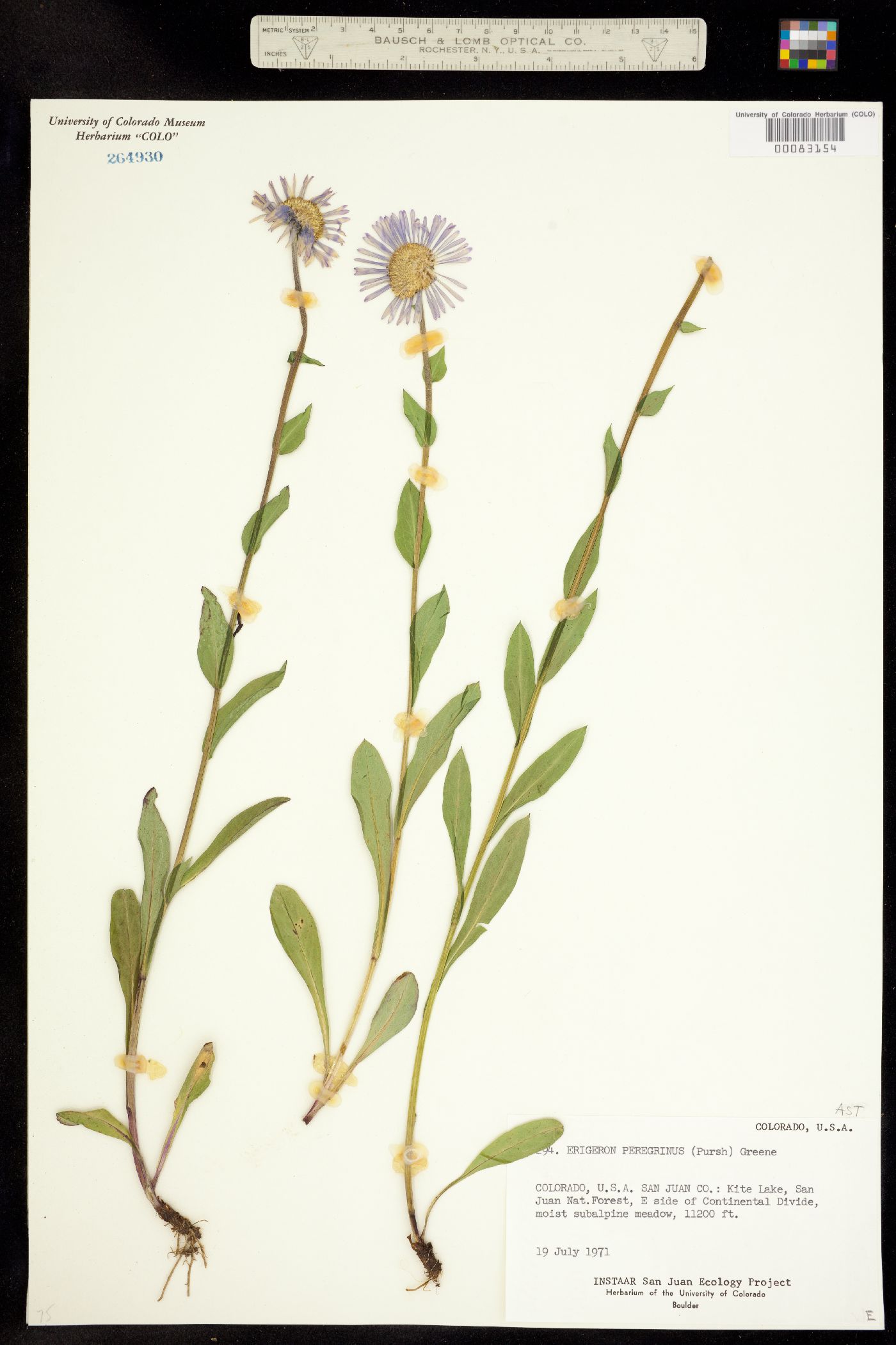 Erigeron peregrinus subsp. callianthemus image