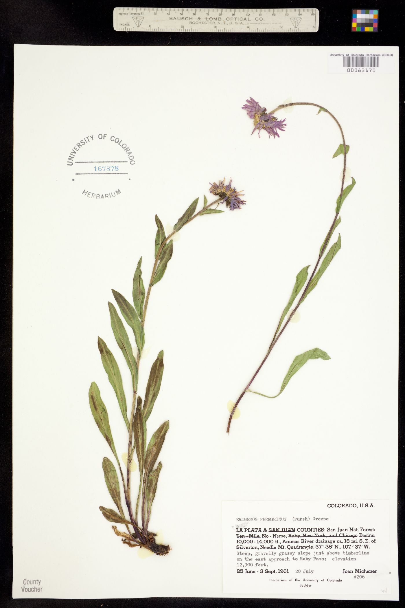 Erigeron peregrinus subsp. callianthemus image