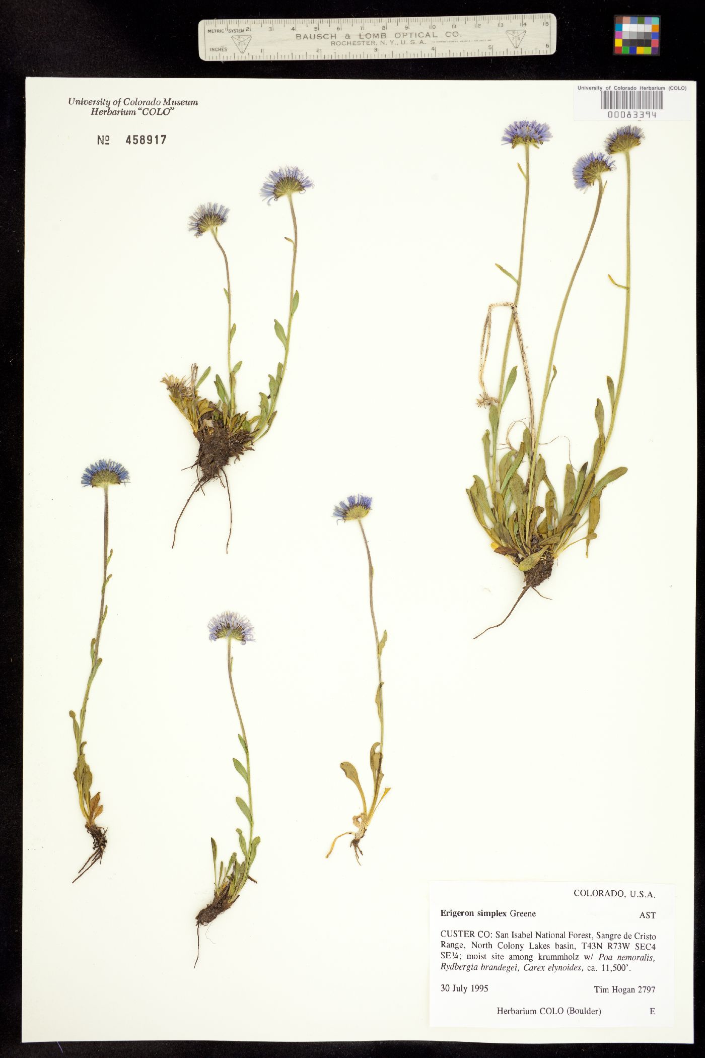 Erigeron grandiflorus image