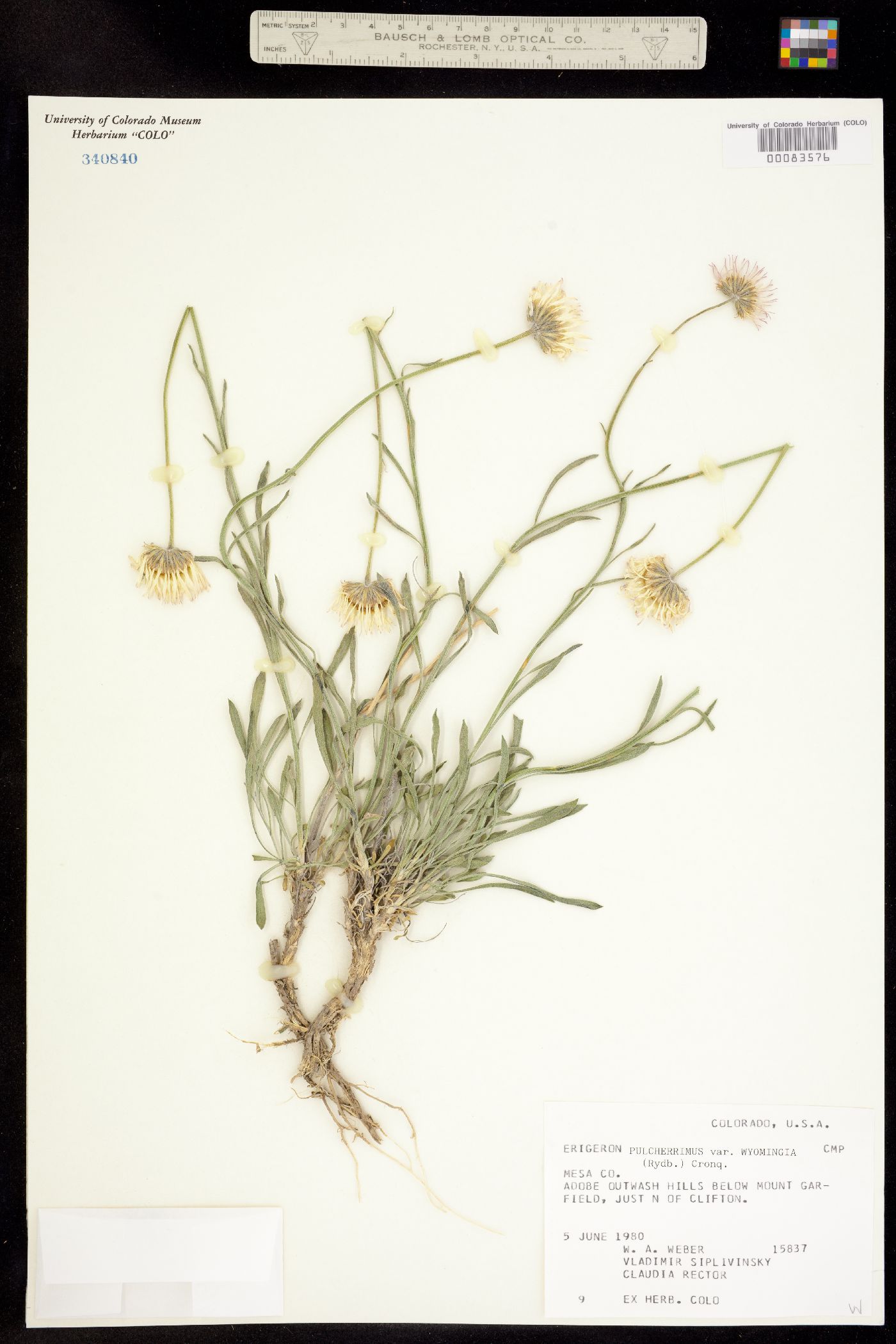 Erigeron pulcherrimus image