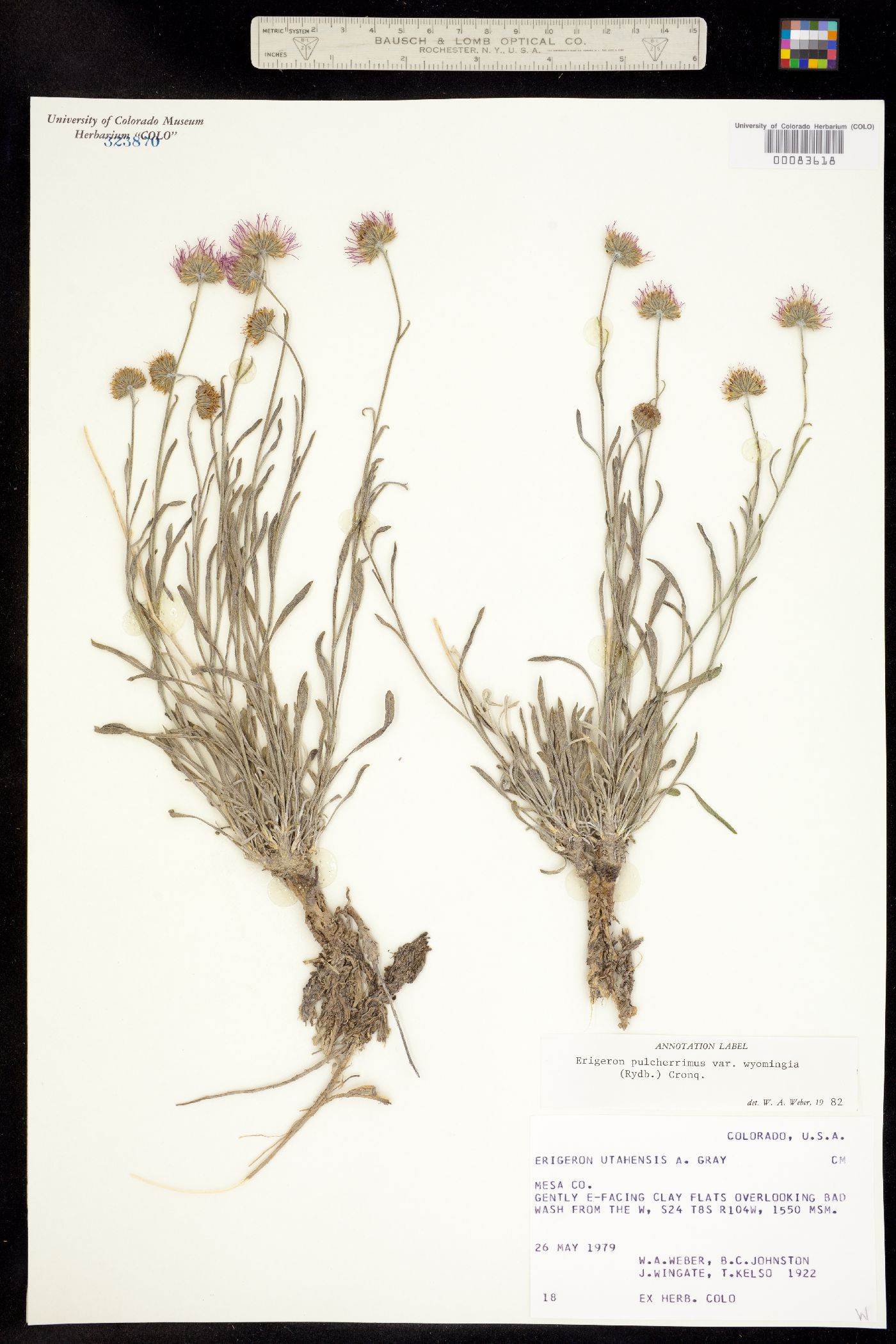 Erigeron pulcherrimus image