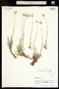 Erigeron pulcherrimus image