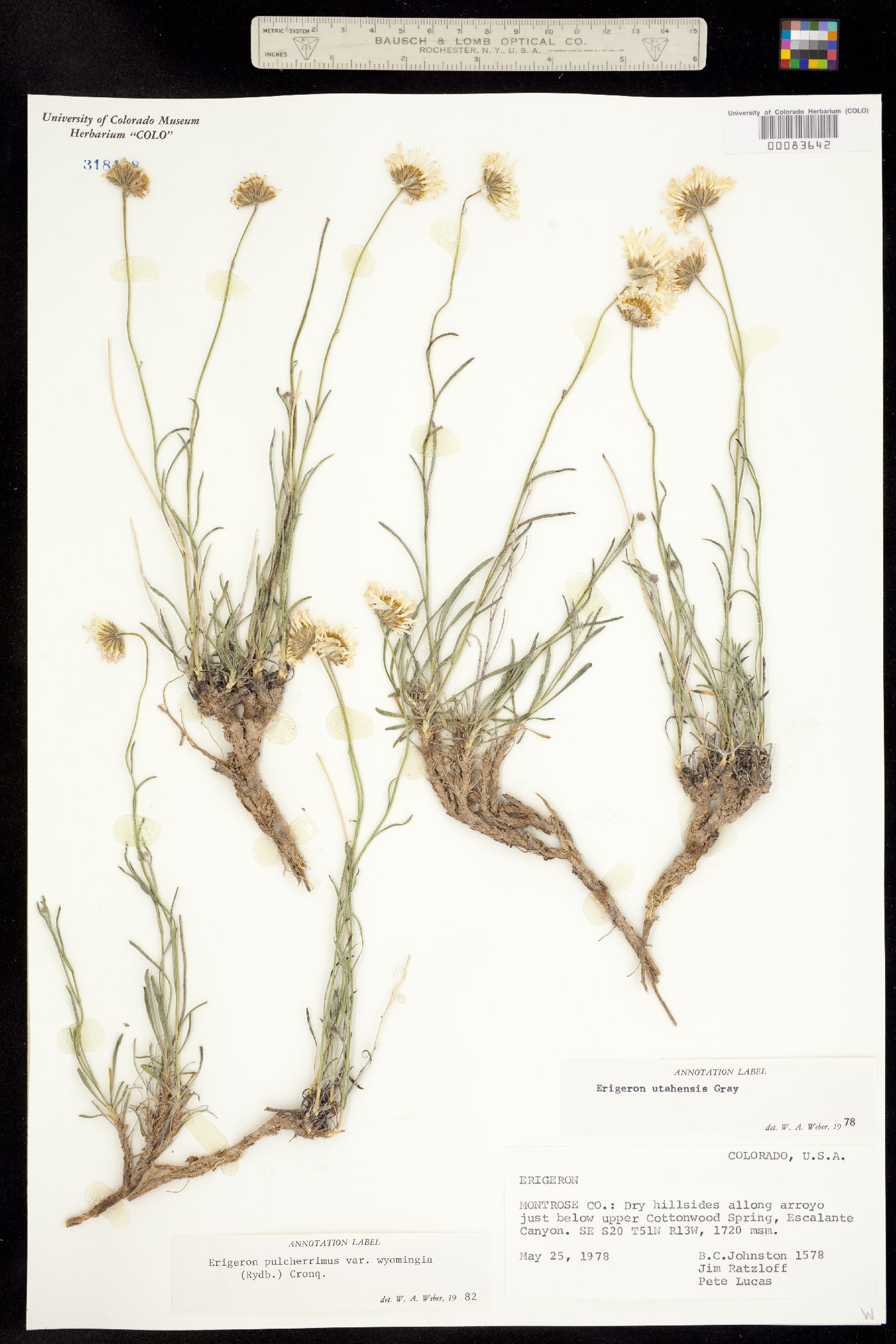 Erigeron pulcherrimus image