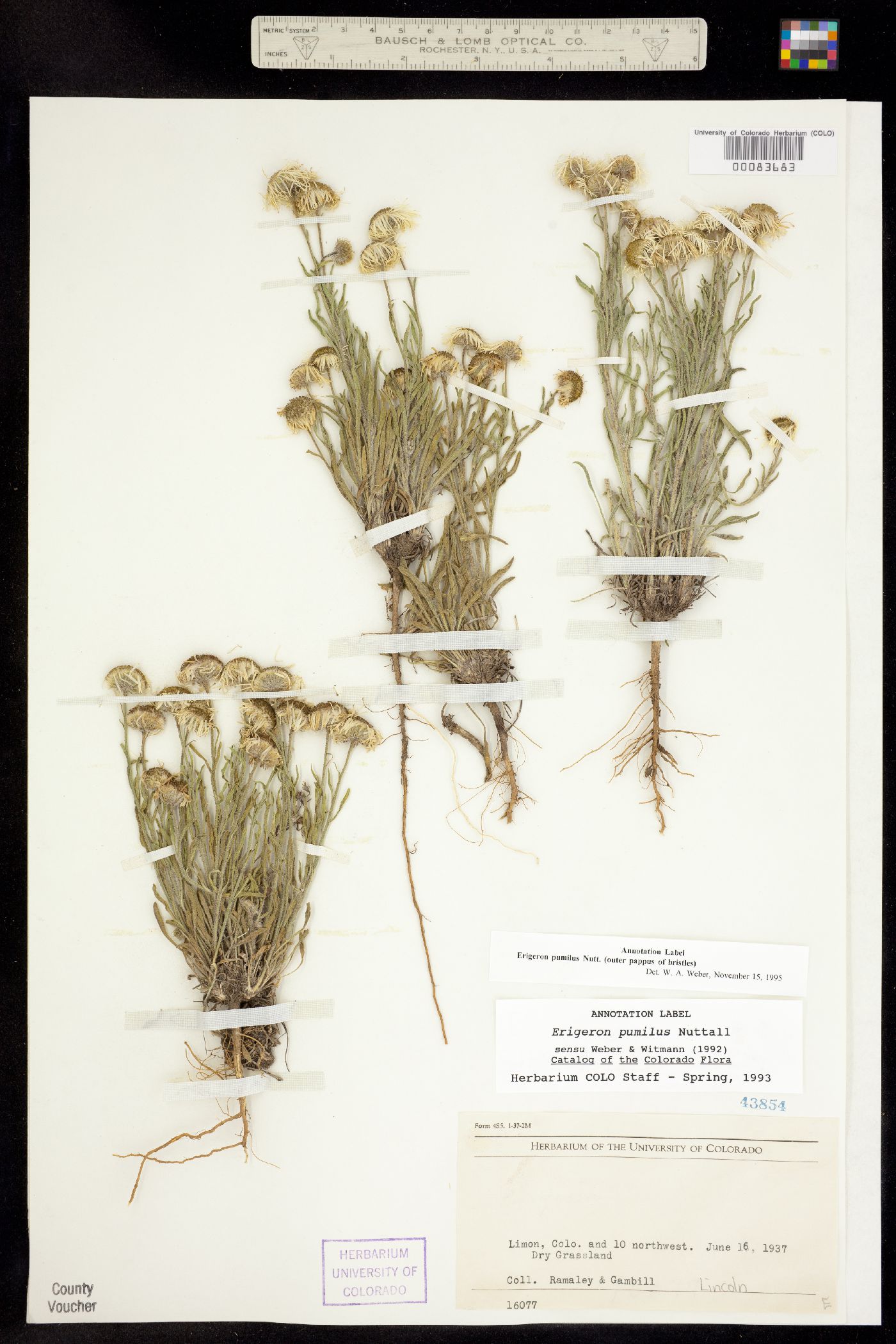 Erigeron pumilus image