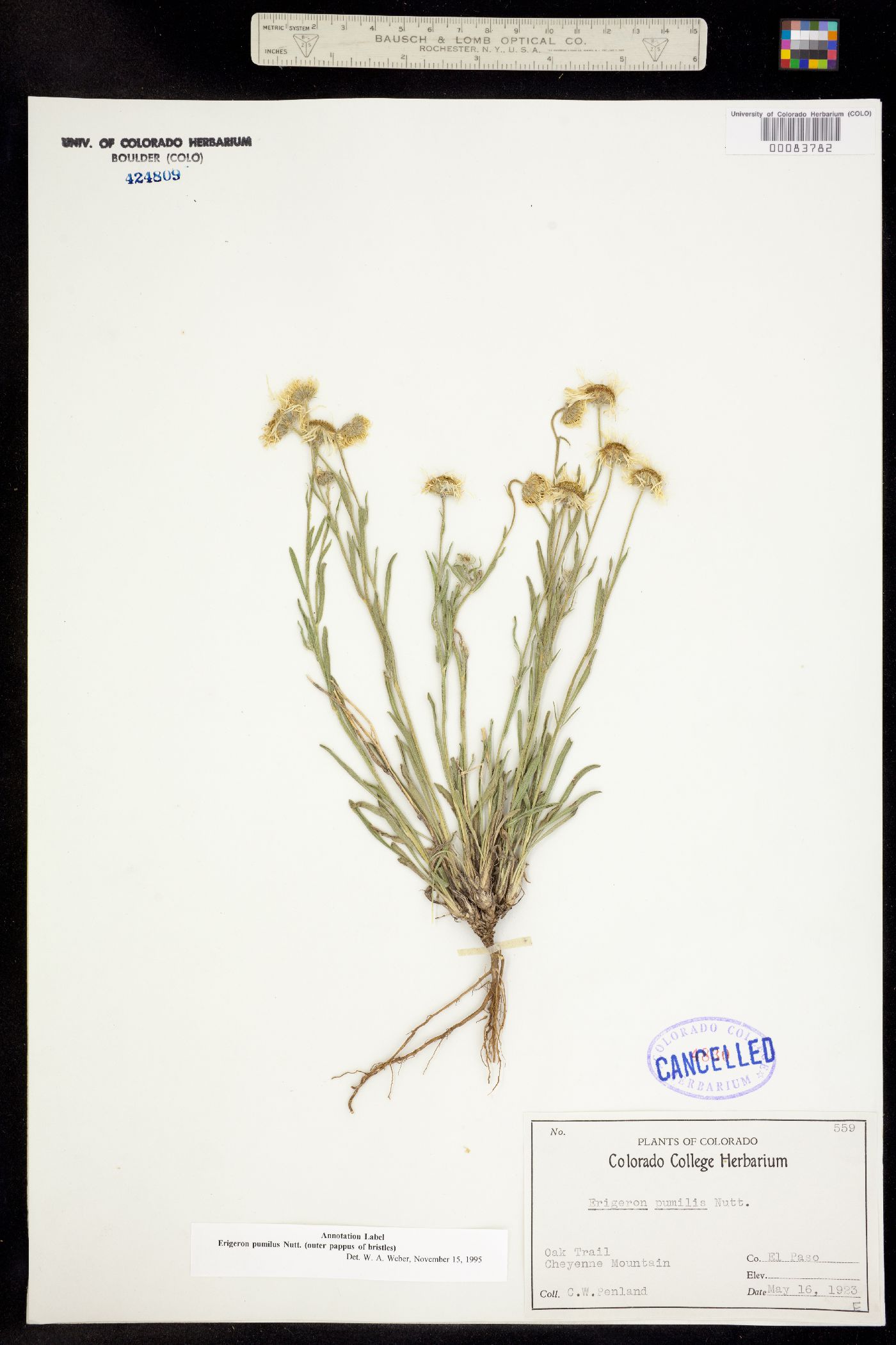 Erigeron pumilus image