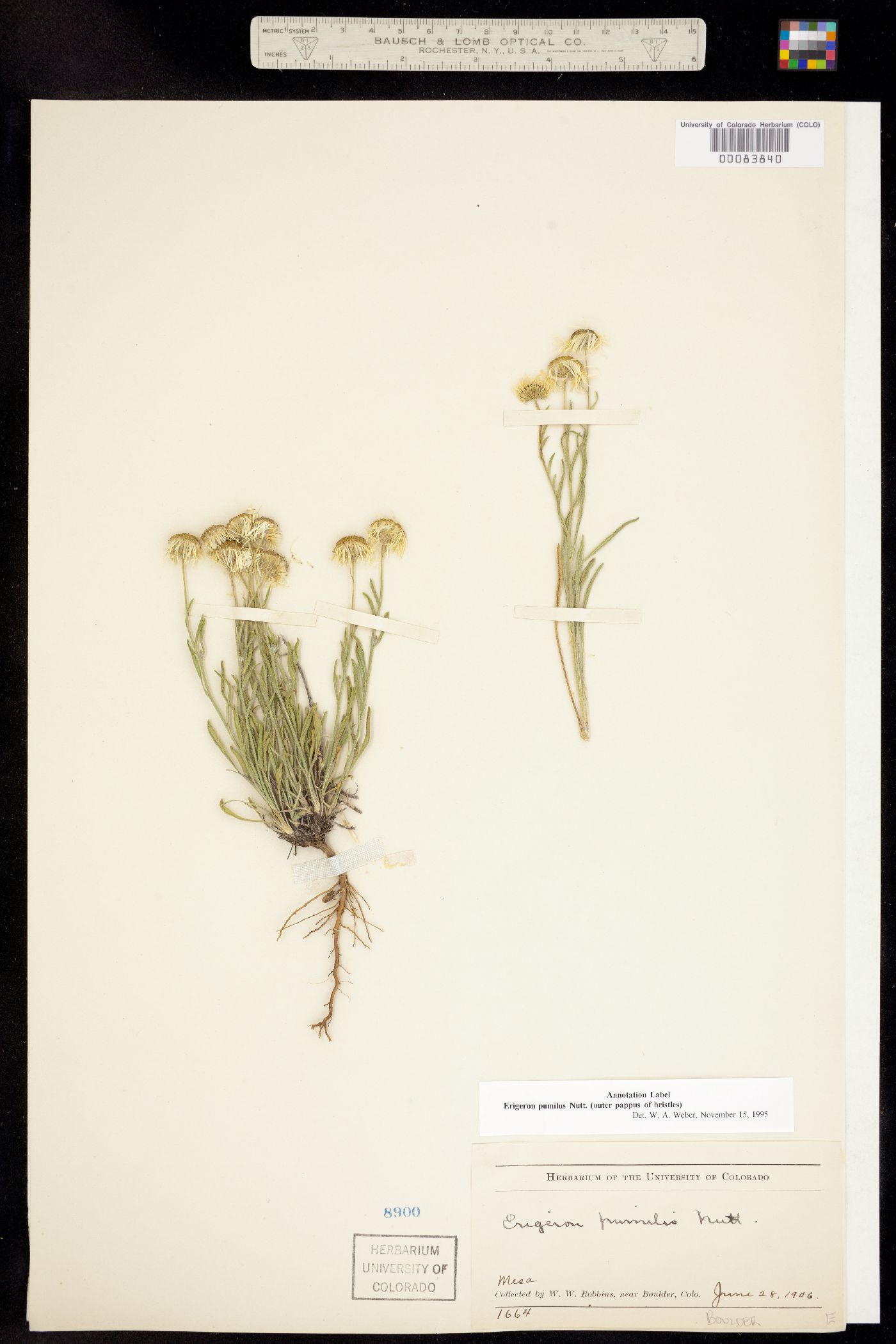 Erigeron pumilus image