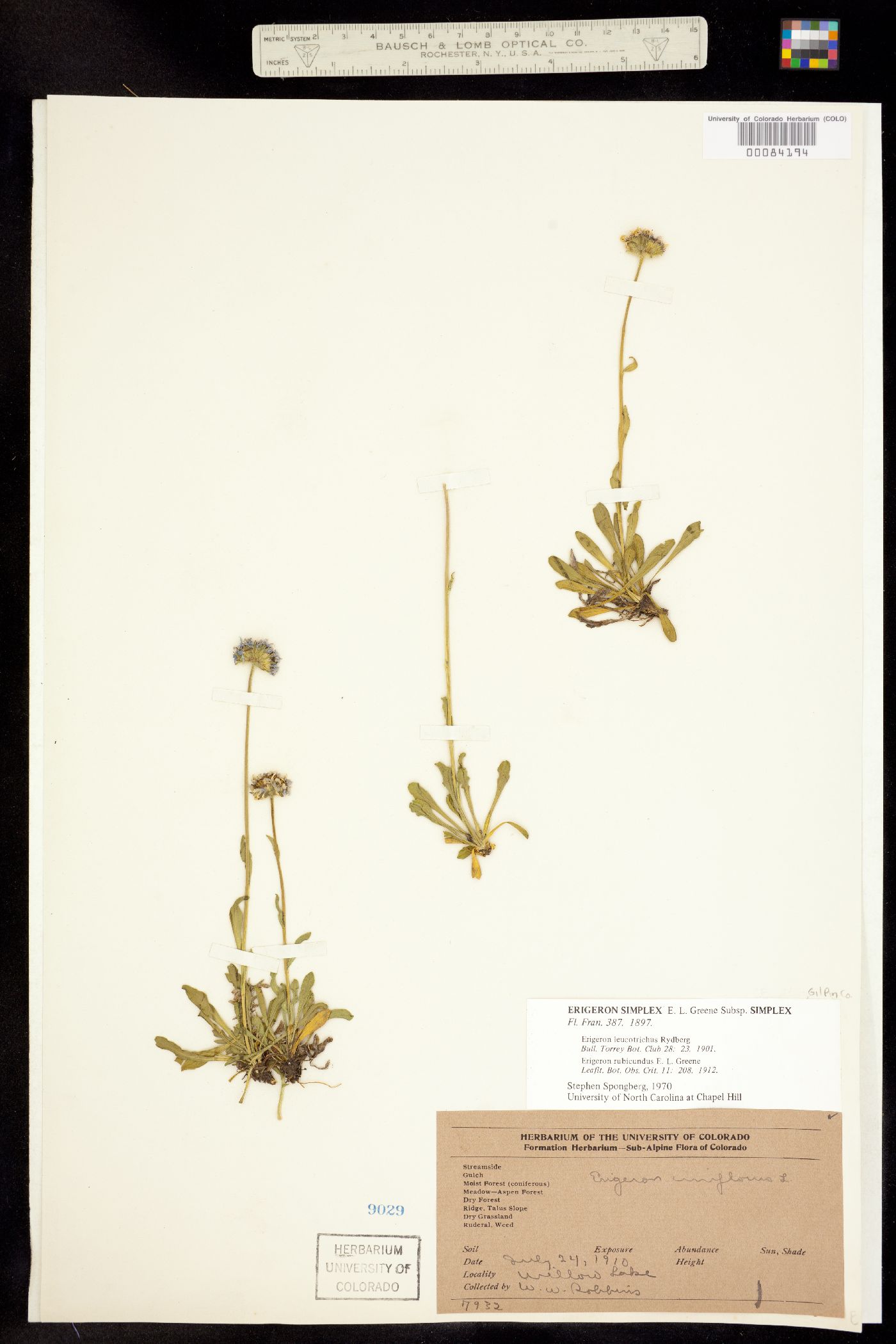Erigeron grandiflorus image