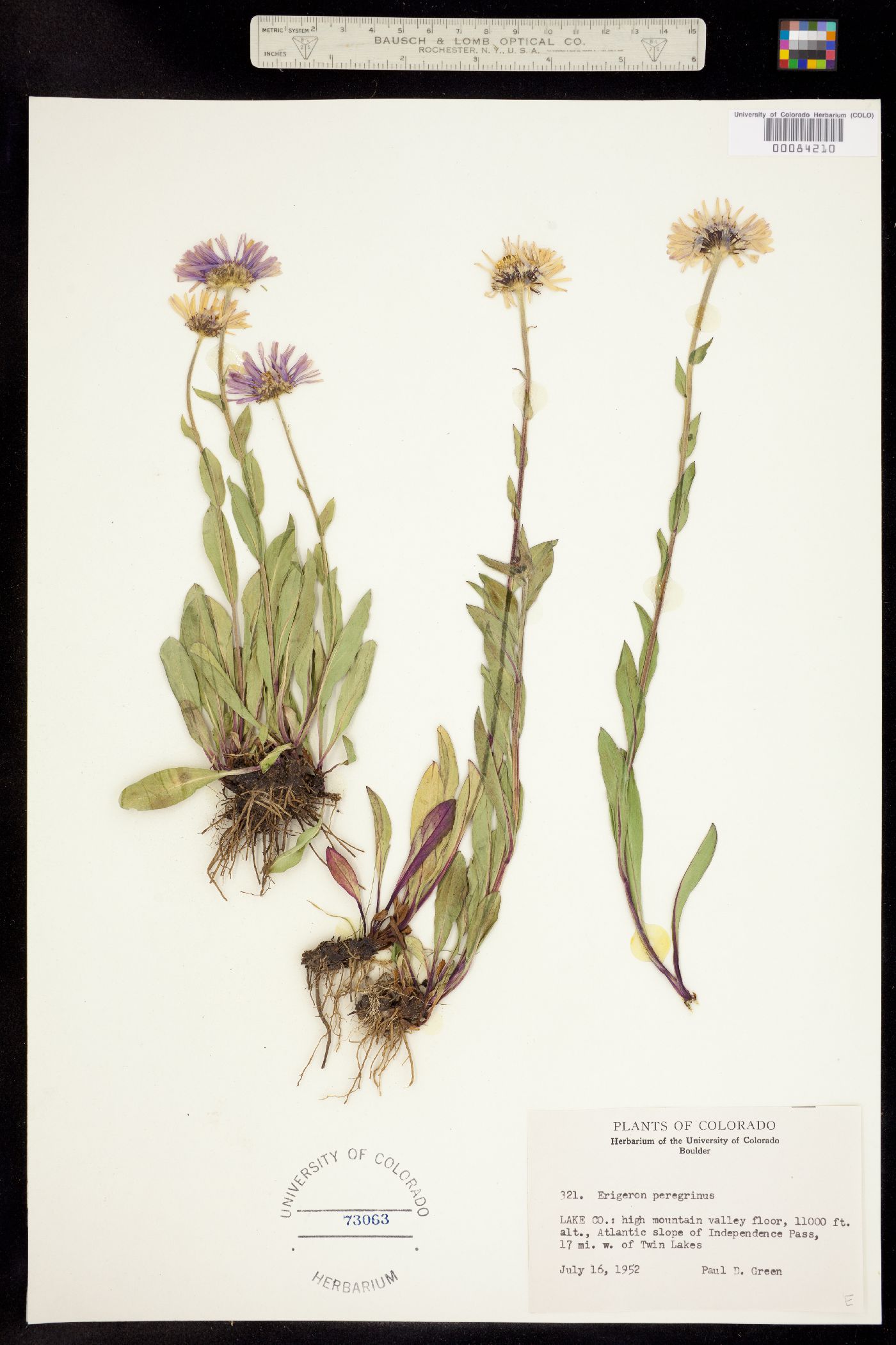 Erigeron peregrinus image