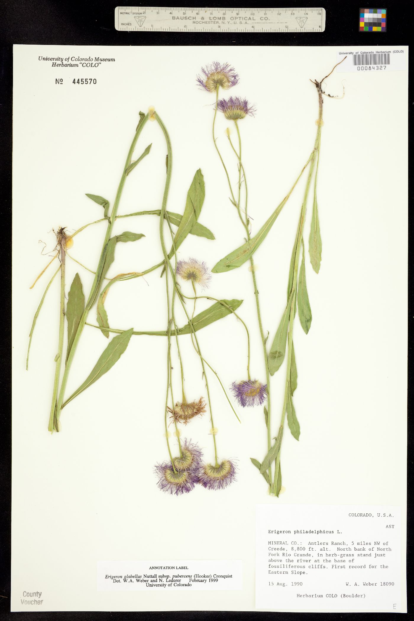 Erigeron glabellus var. pubescens image