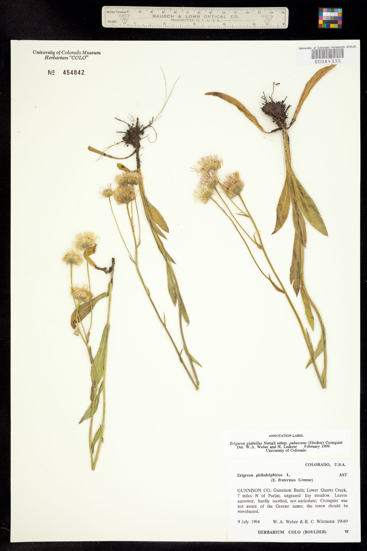 Erigeron glabellus subsp. pubescens image