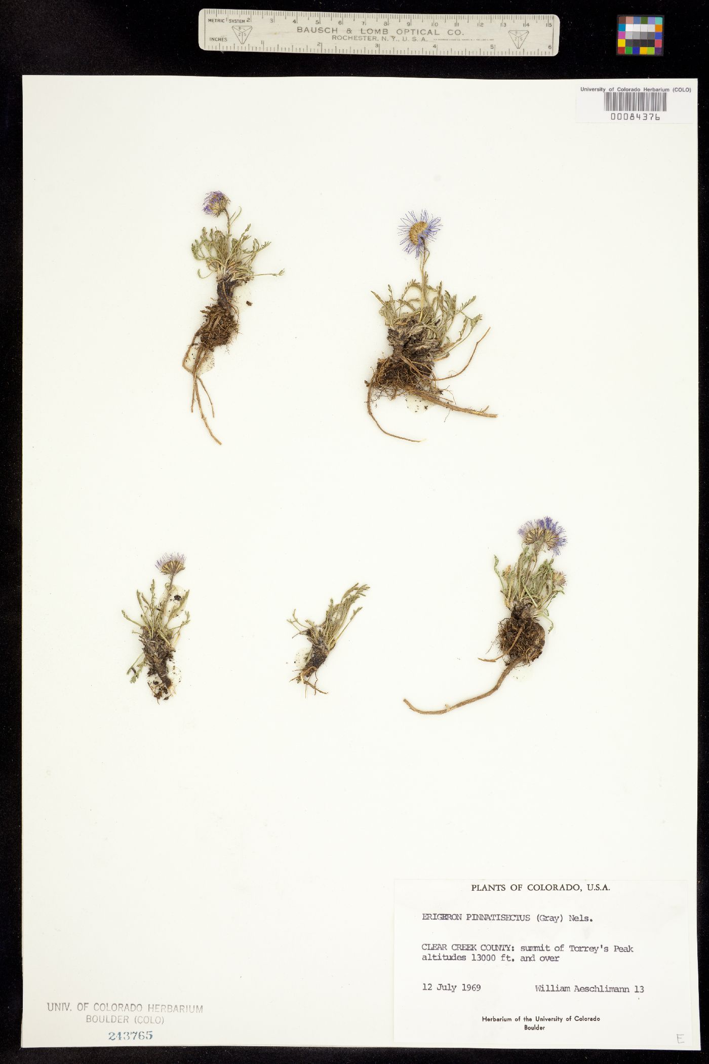 Erigeron pinnatisectus image