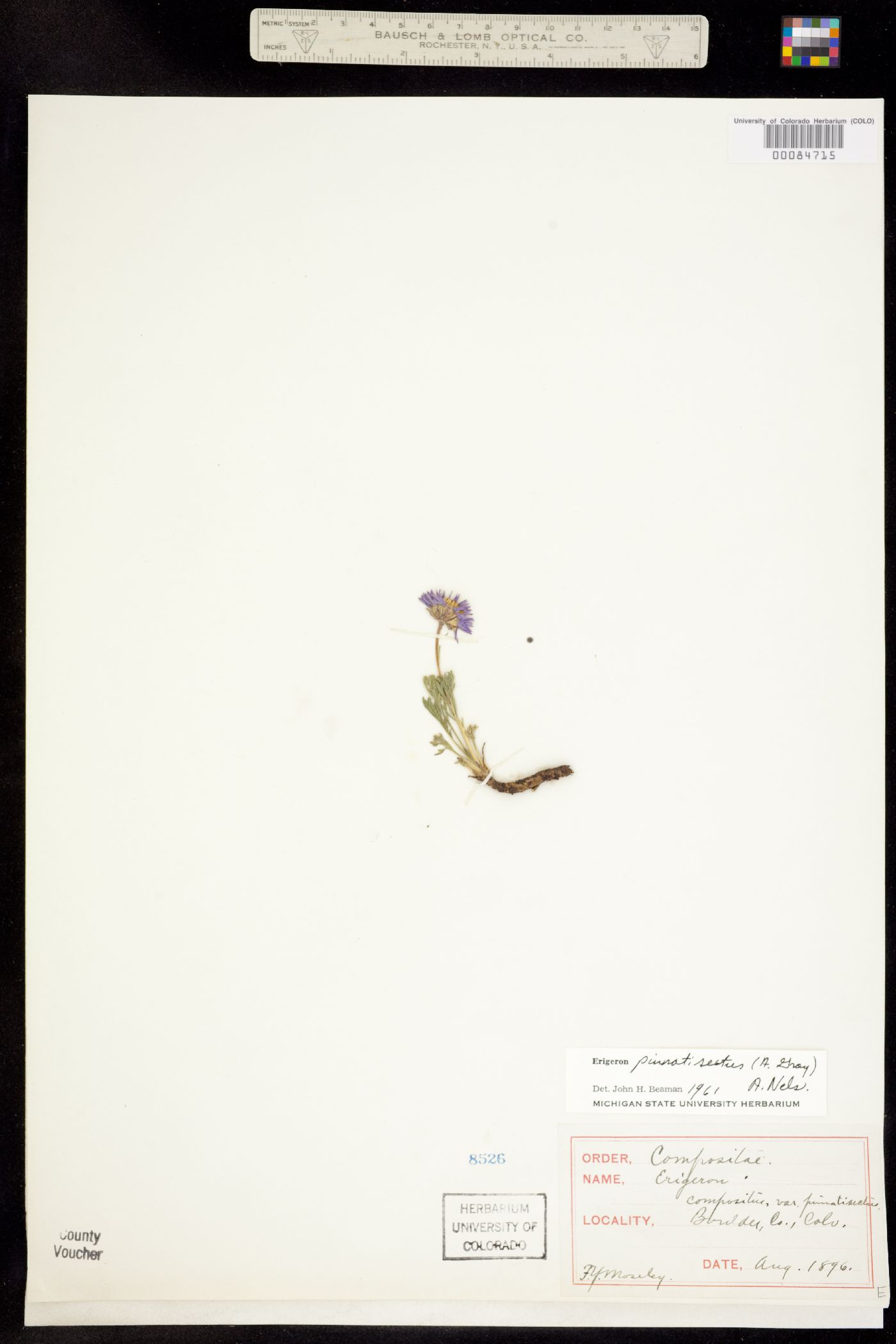 Erigeron pinnatisectus image