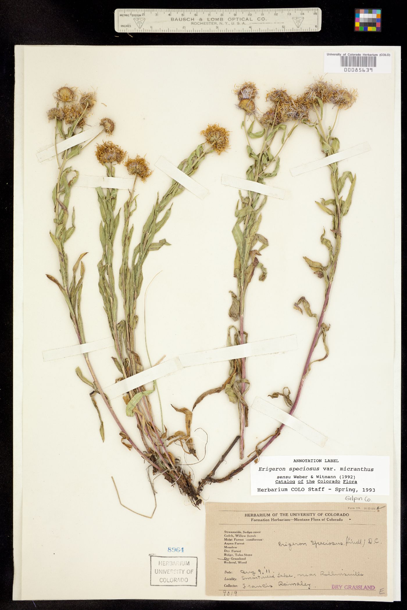 Erigeron speciosus image