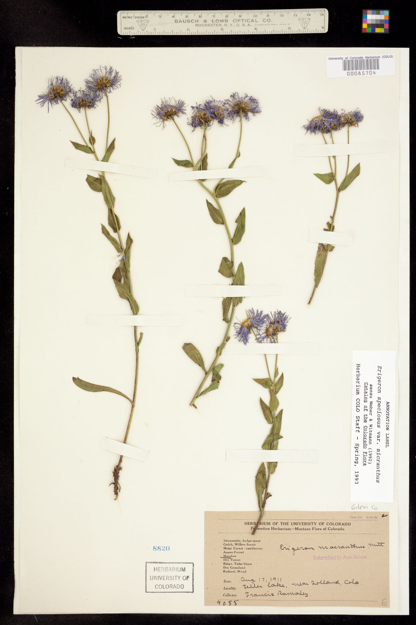 Erigeron speciosus image