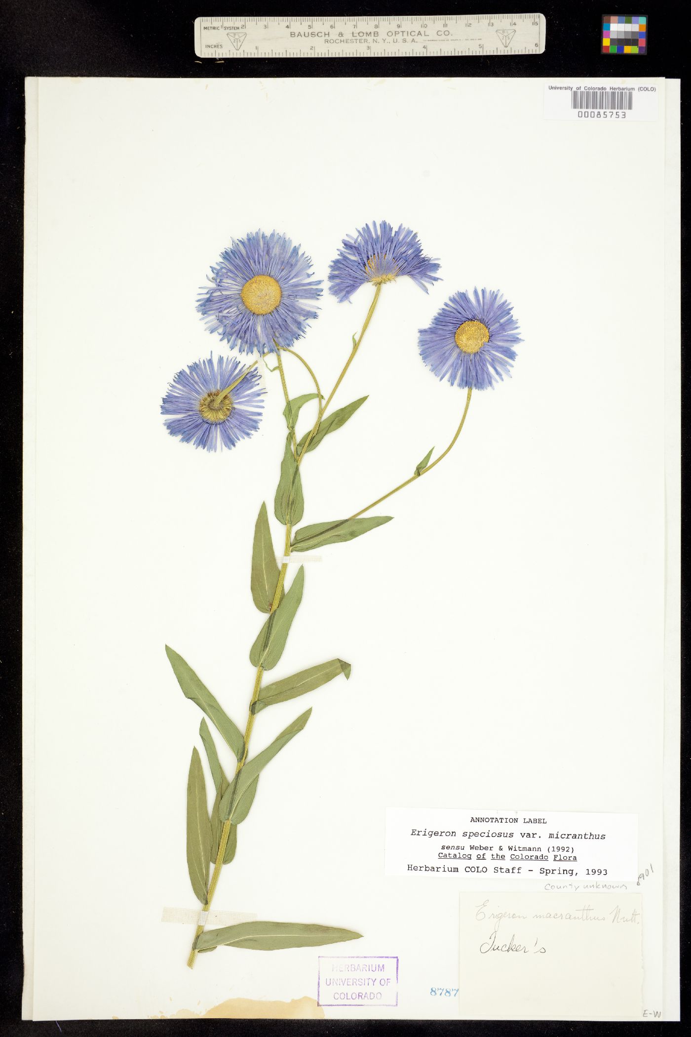 Erigeron speciosus image