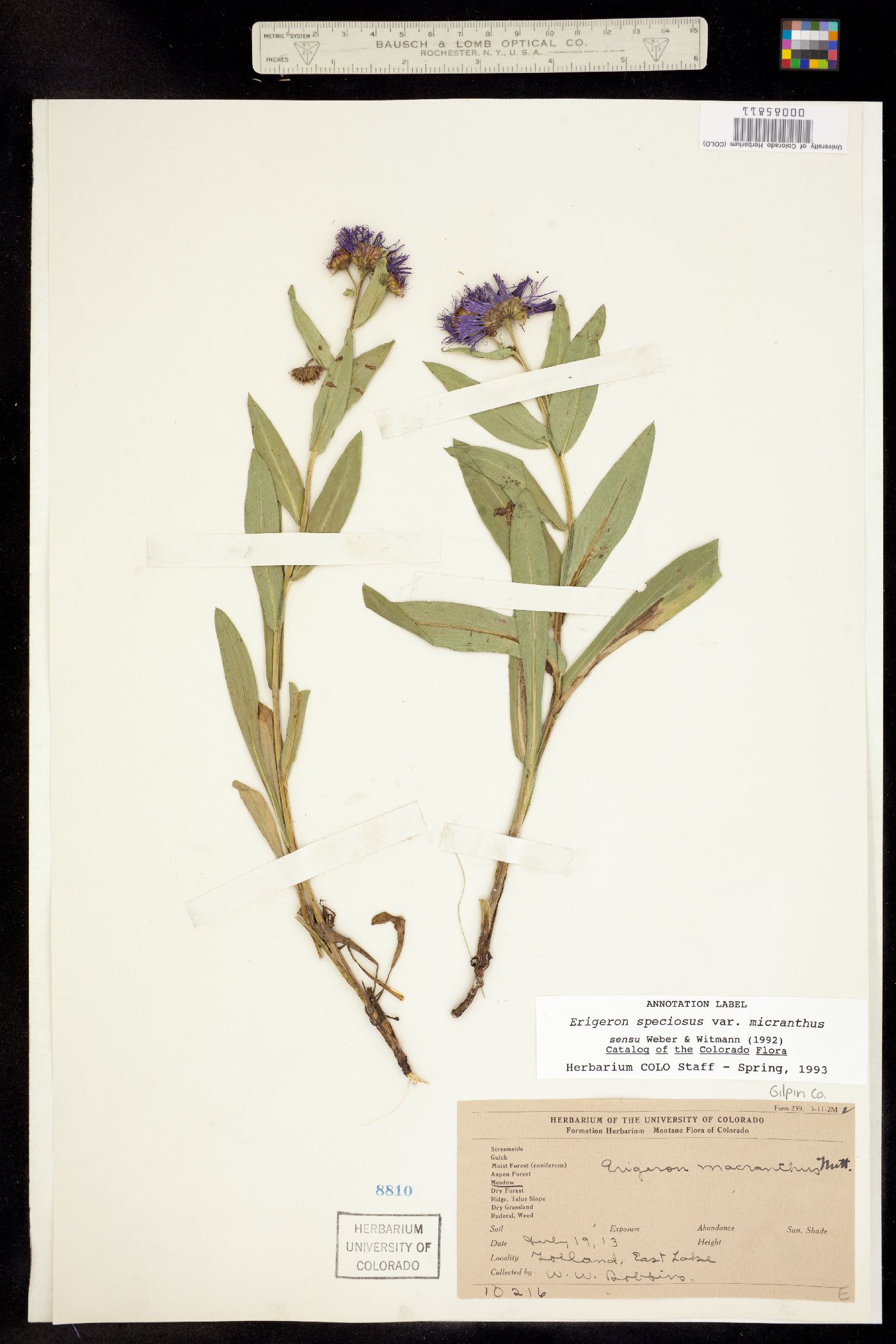 Erigeron speciosus image