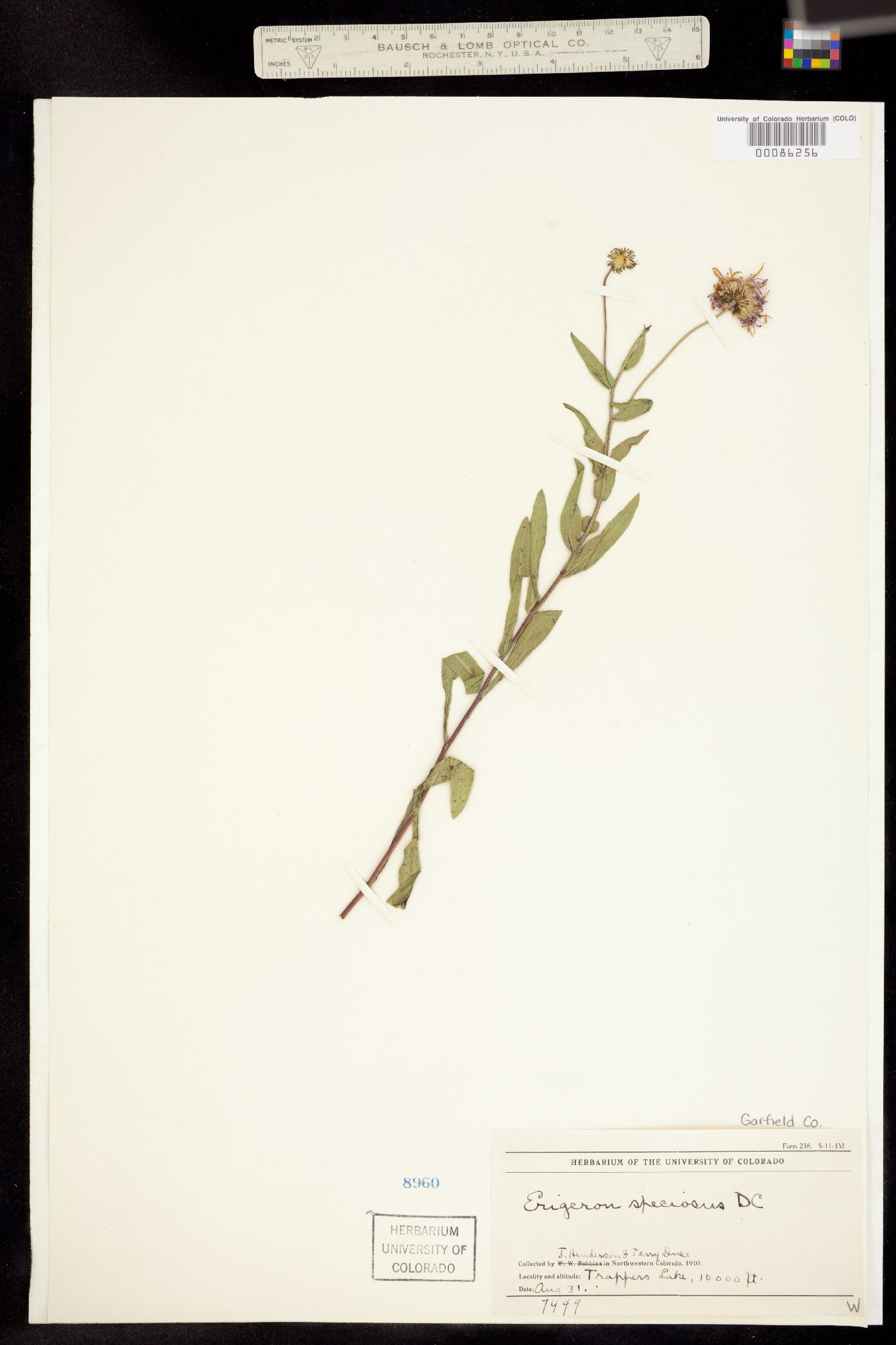 Erigeron speciosus image