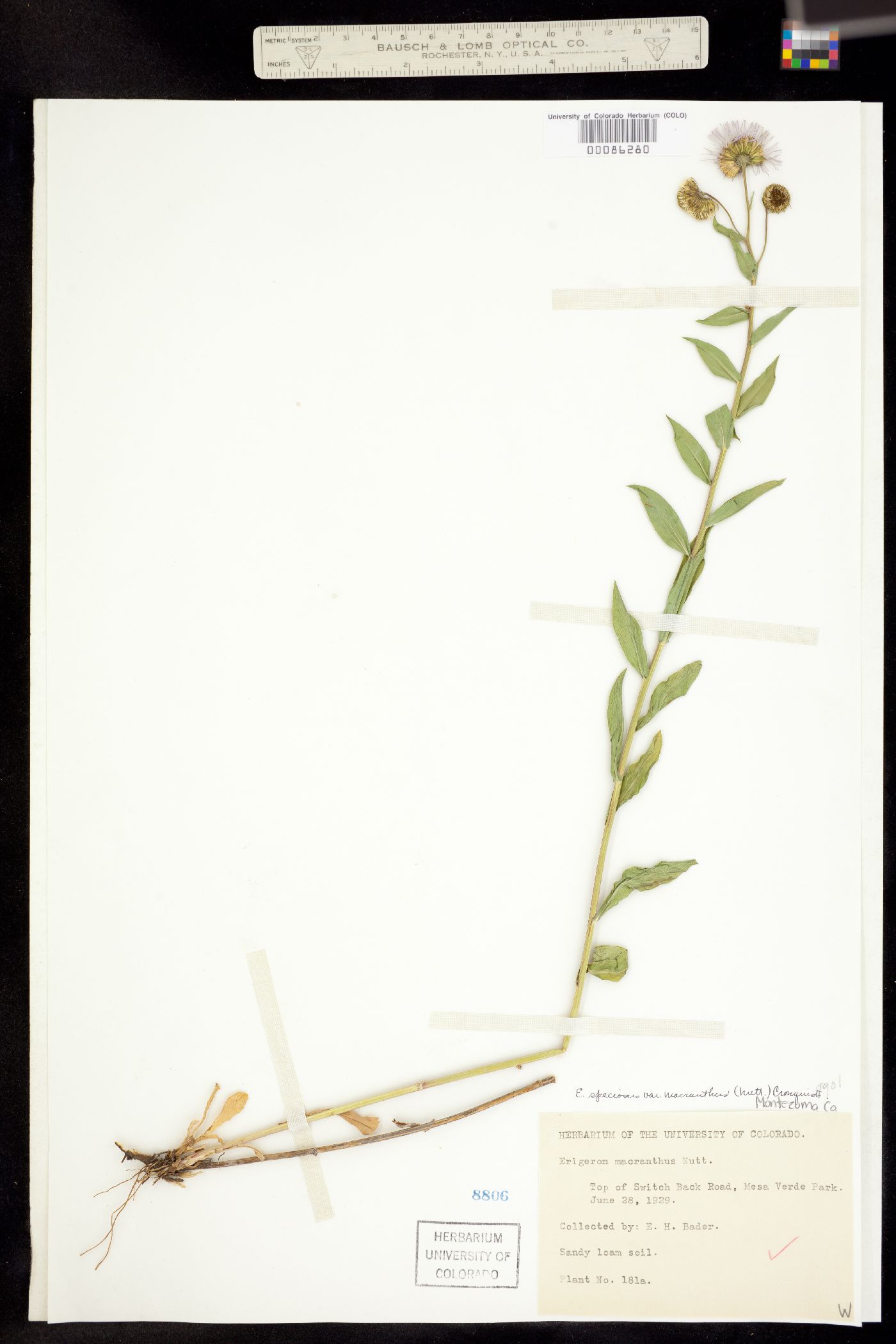 Erigeron speciosus image
