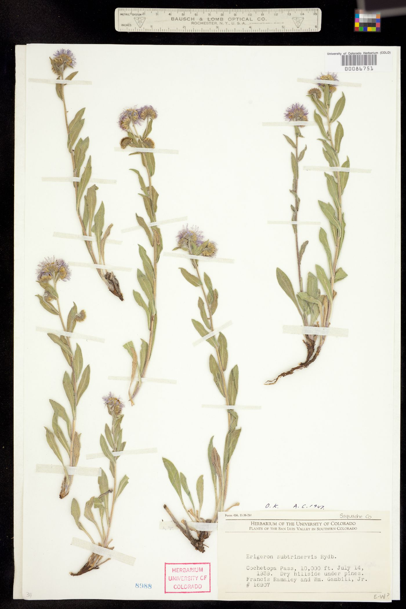 Erigeron subtrinervis image