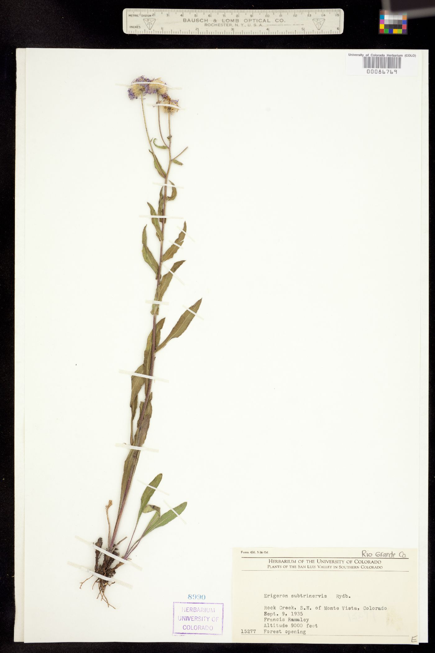 Erigeron subtrinervis image