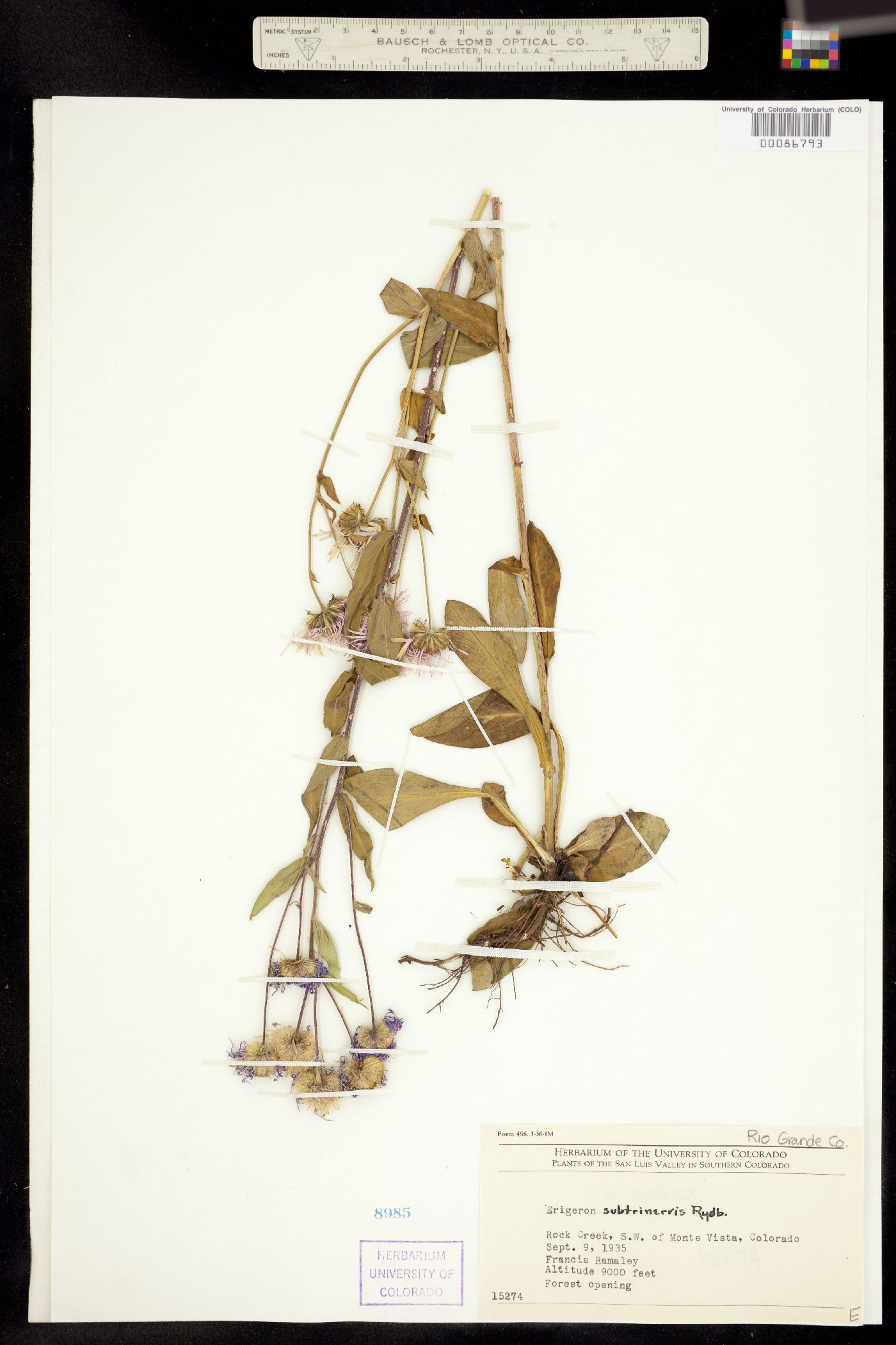 Erigeron subtrinervis image