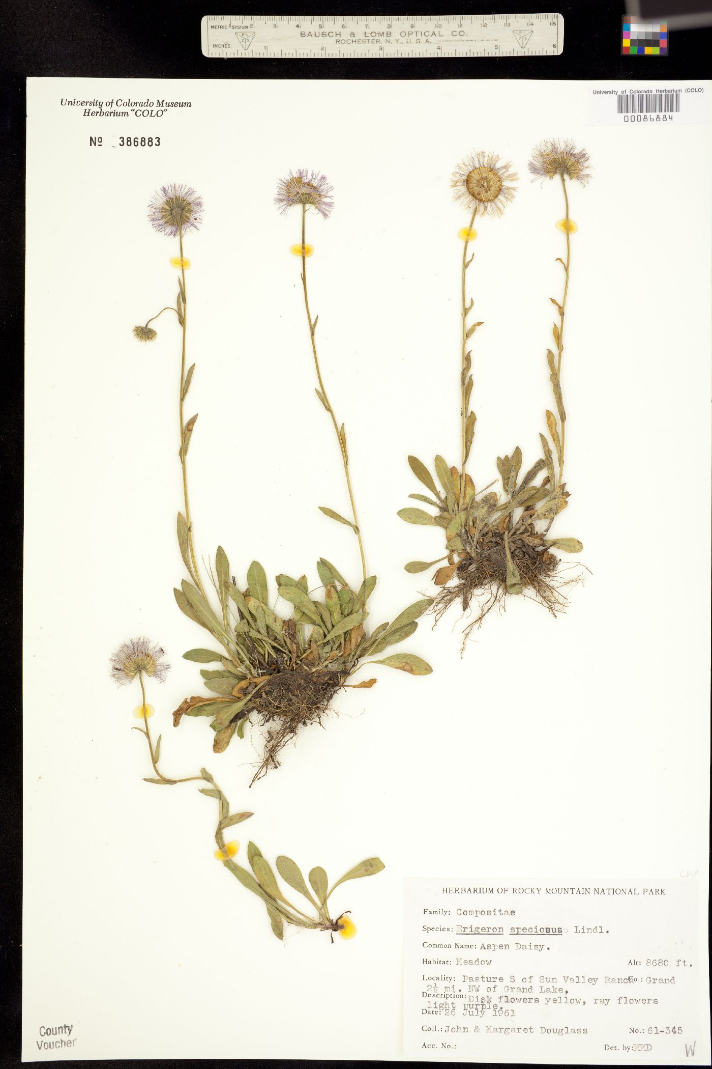 Erigeron speciosus image
