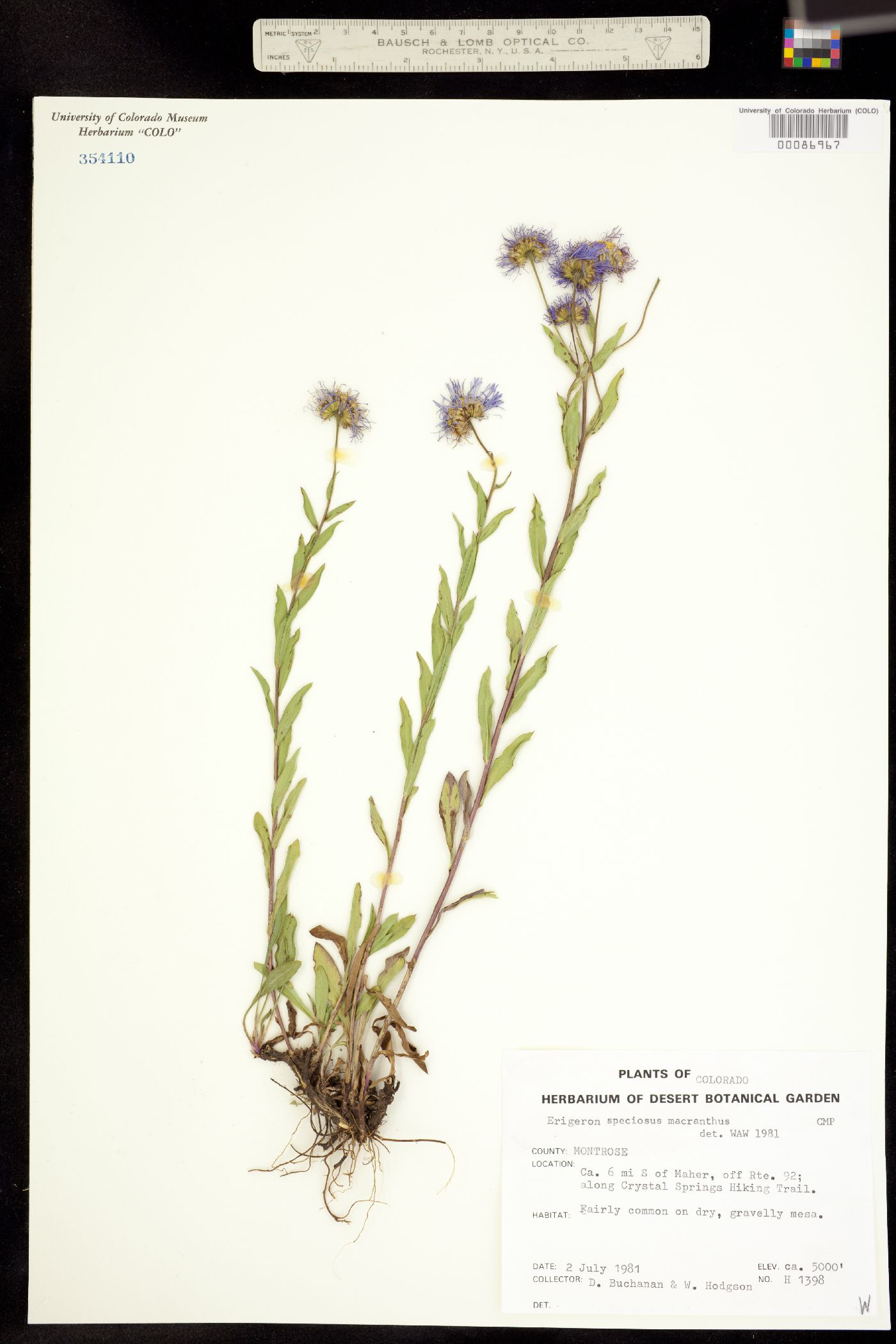 Erigeron speciosus image